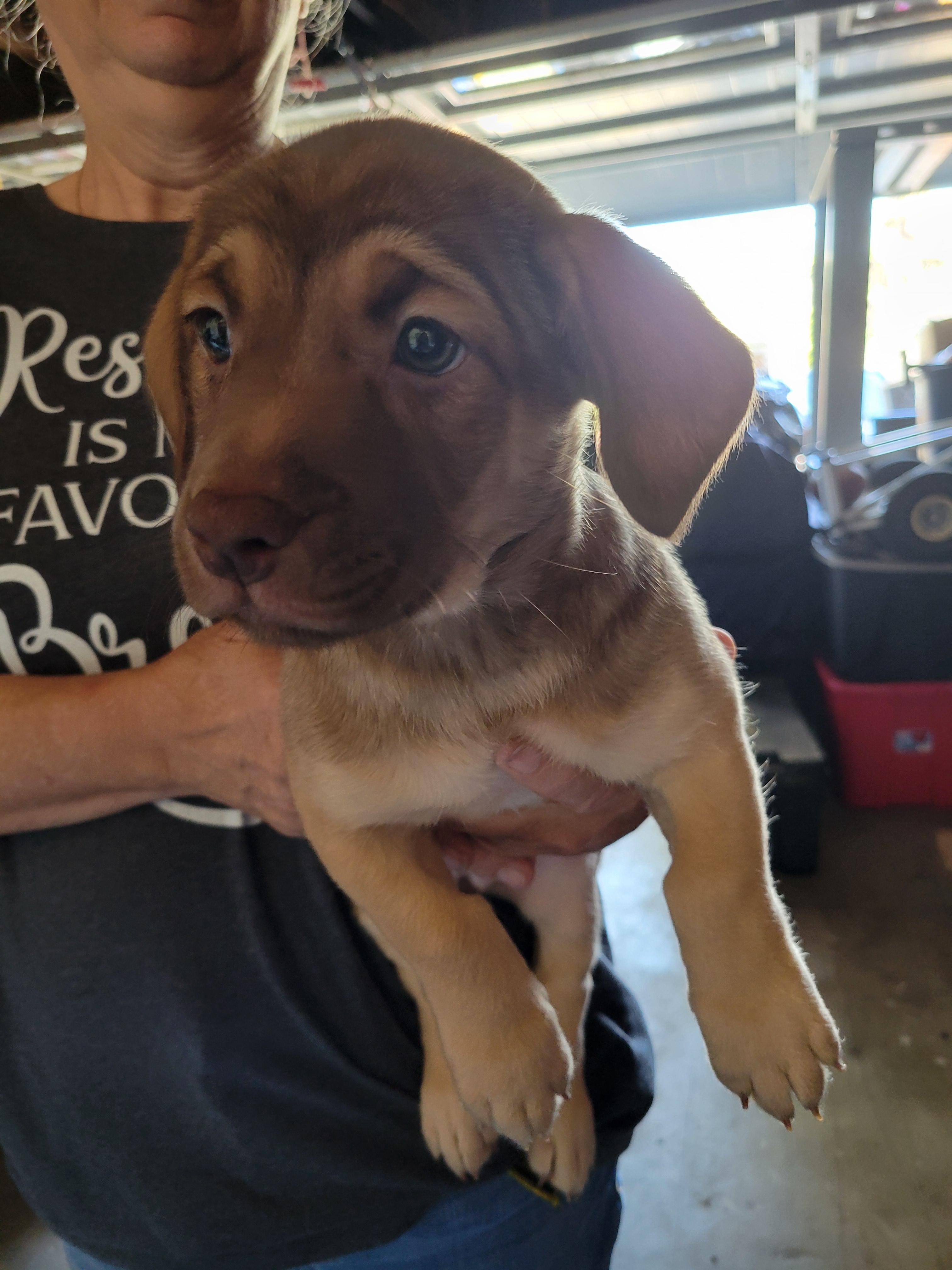 Enlarge Peanut Butter, a Adopted mixed breed in rowland heights, CA image 2/4
