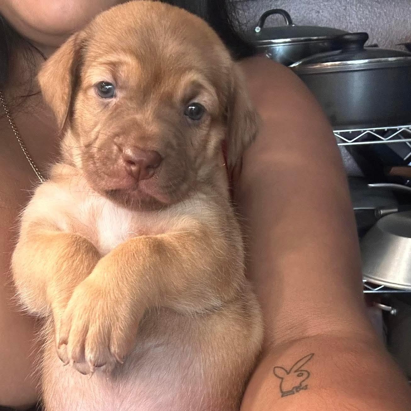 Peanut Butter, Adopted, Young Male Chihuahua & Pit Bull Terrier.