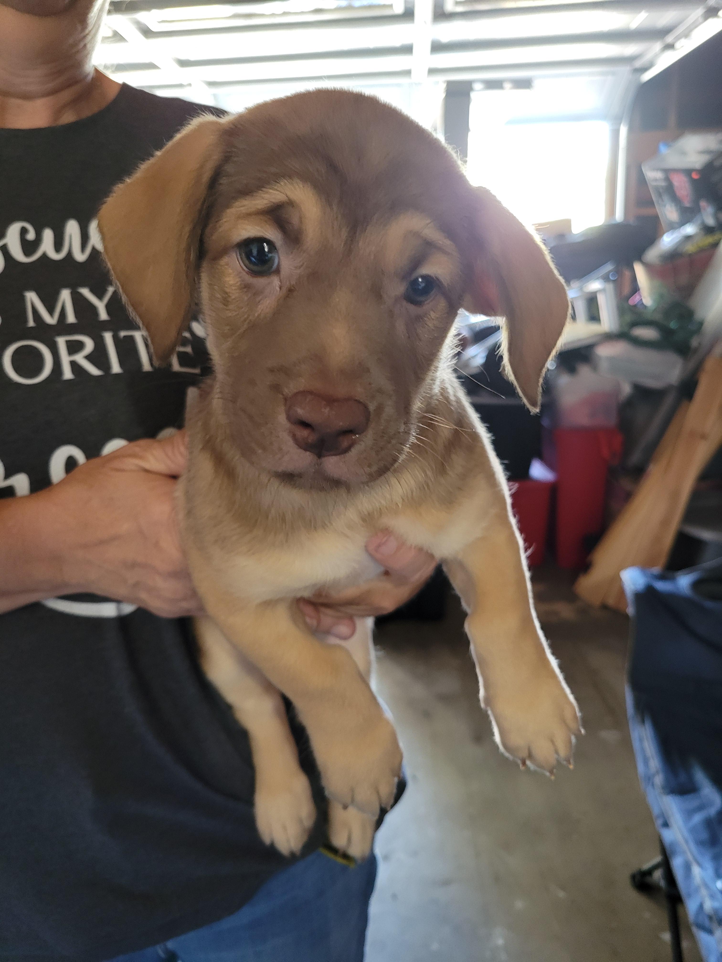 Enlarge Peanut Butter, a Adopted mixed breed in rowland heights, CA image 3/4