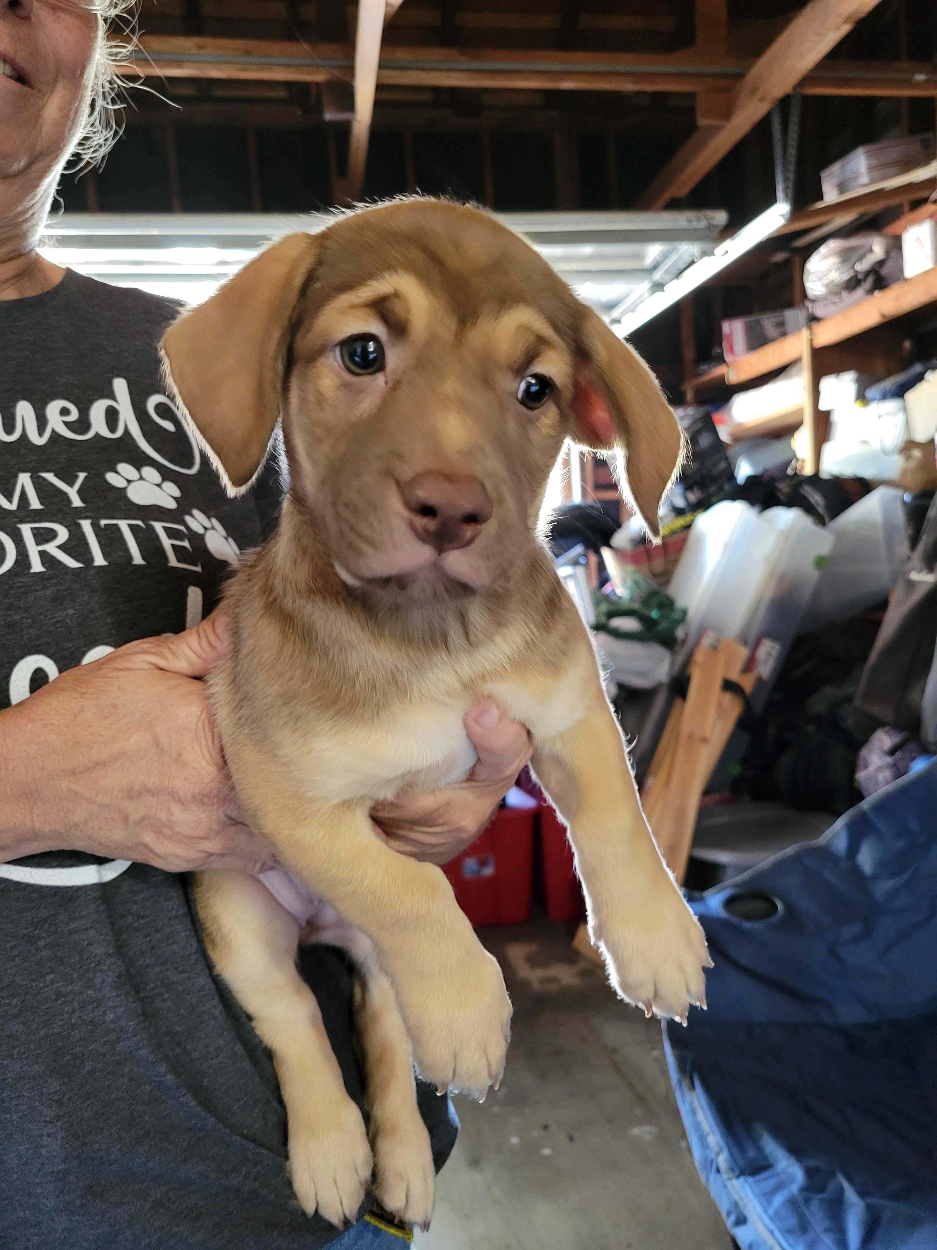 Enlarge Peanut Butter, a Adopted mixed breed in rowland heights, CA image 4/4