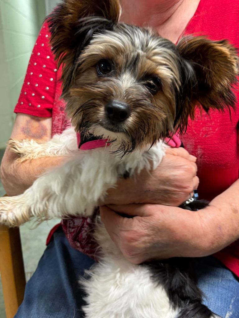 Enlarge Teddy, a Adopted Yorkshire Terrier in Ada, OK image 1/1