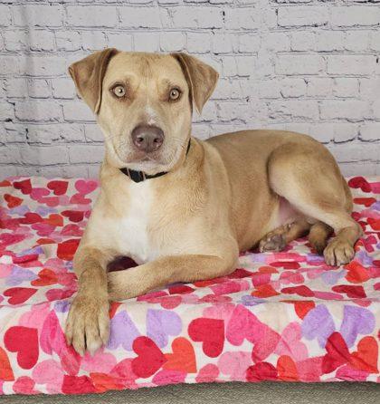 Enlarge Aiden2, a Adoptable mixed breed in Oracle, AZ image 1/1