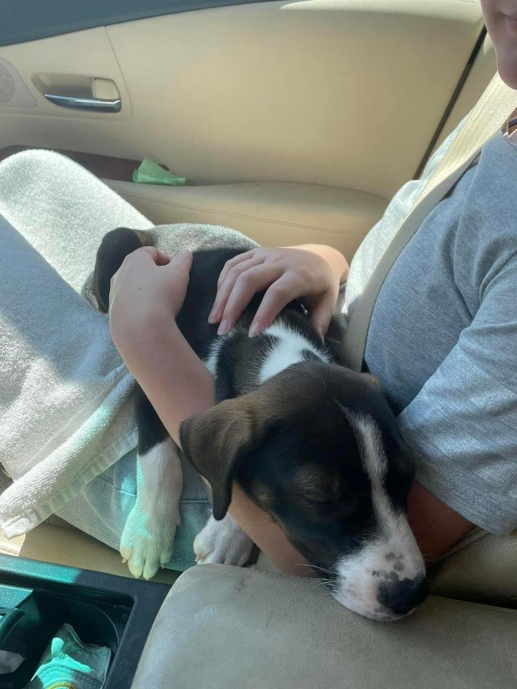 Lunabella, a Adopted mixed breed in Dallas, TX image 1/3