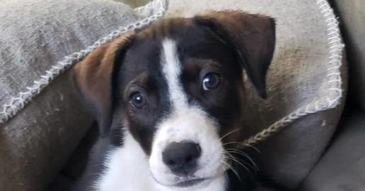 Lunabella, a Adopted mixed breed in Dallas, TX image 2/3