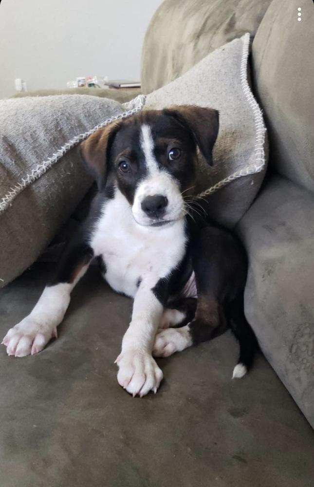 Lunabella, a Adopted mixed breed in Dallas, TX image 3/3