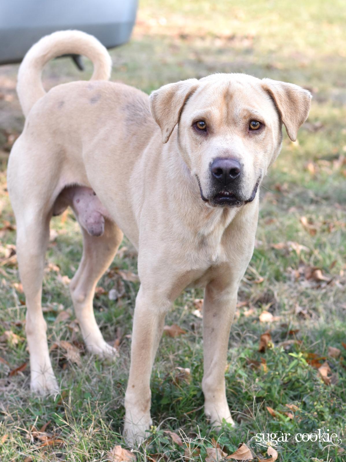 Enlarge Milo, an adopted Labrador Retriever in San Antonio , TX image 2/5