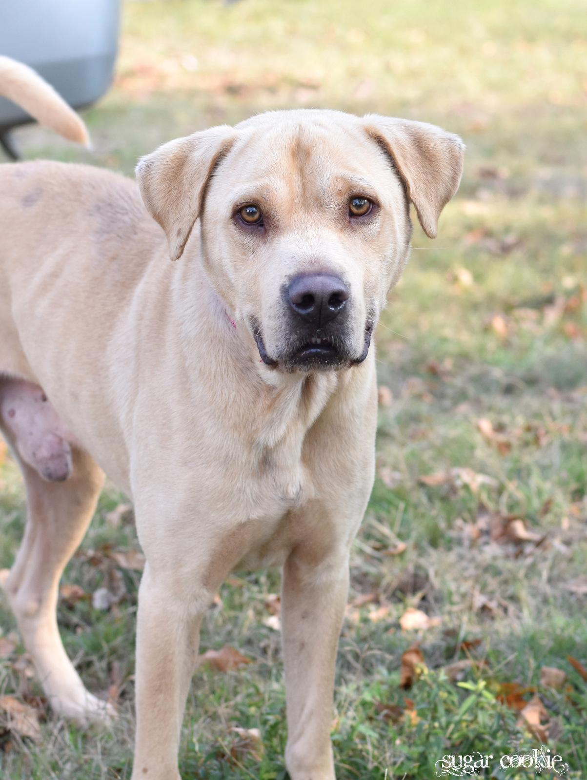 Milo, adopted, Adult Male Labrador Retriever.