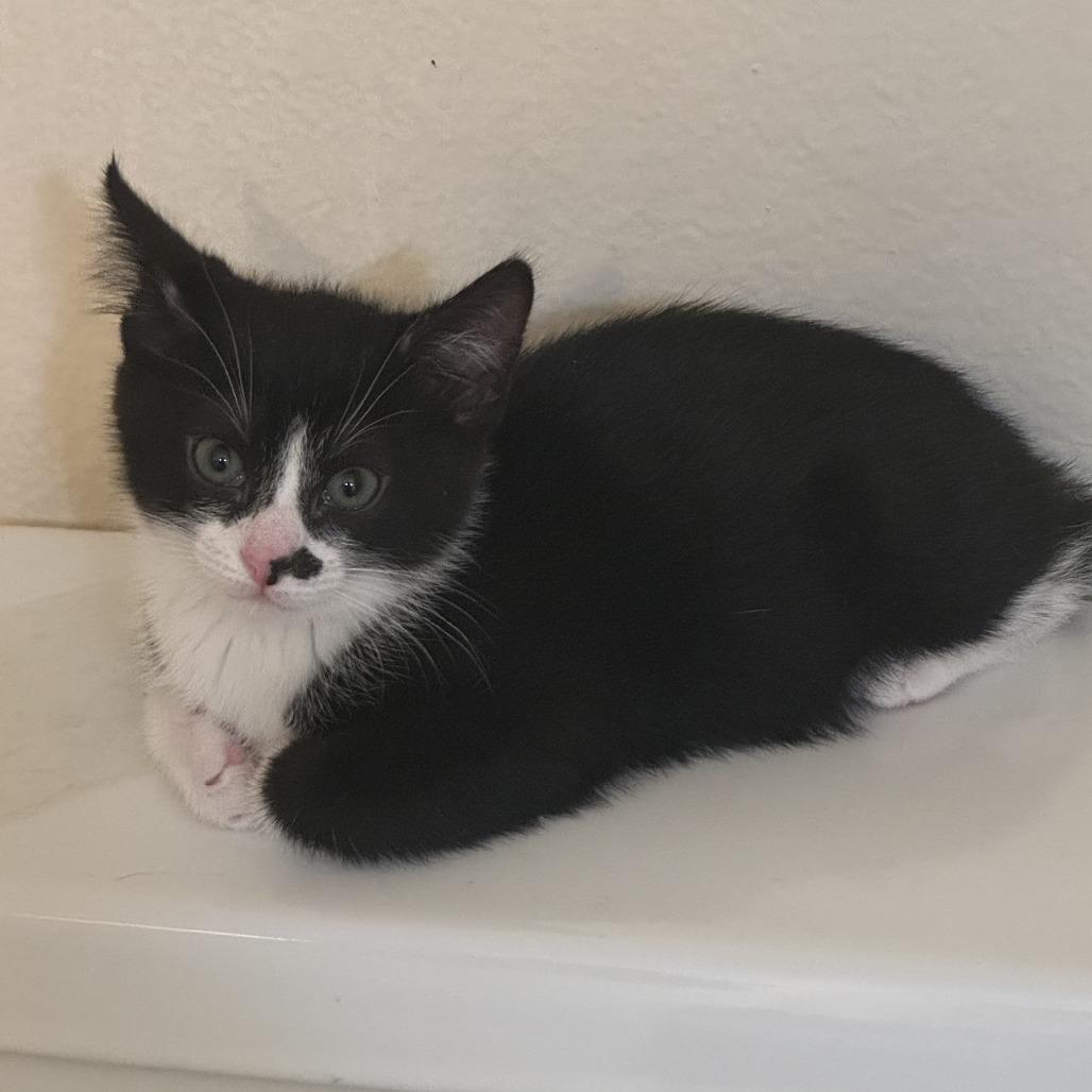 Twix — thumbnail 2