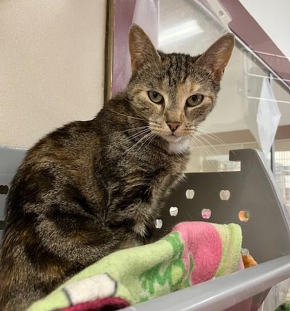 JENNIFER, Adoptable, Adult Female Domestic Short Hair.