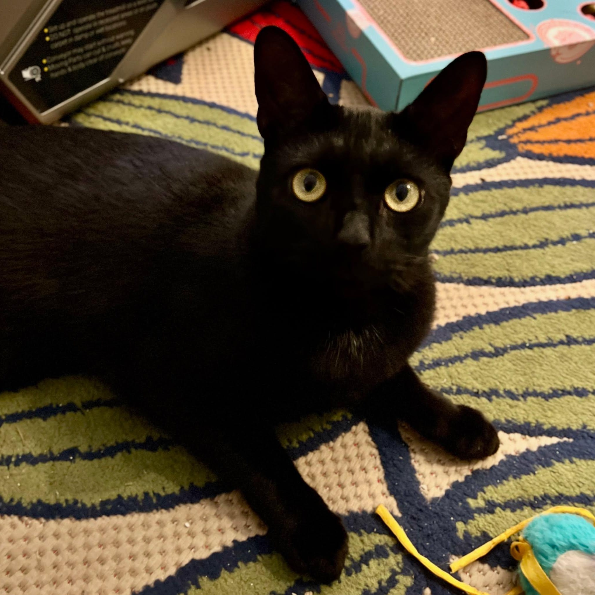 Java, Adult Male unknown
