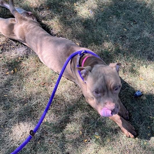 Canelo, Adoptable, Senior Male Mixed Breed.