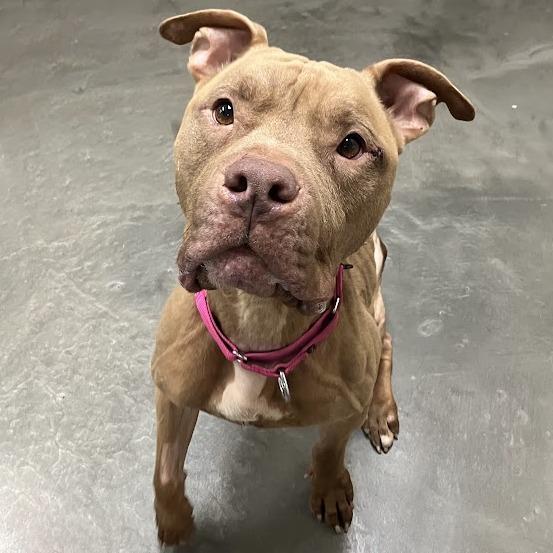Enlarge Canelo, a Adoptable Mixed Breed in DeKalb, IL image 3/6
