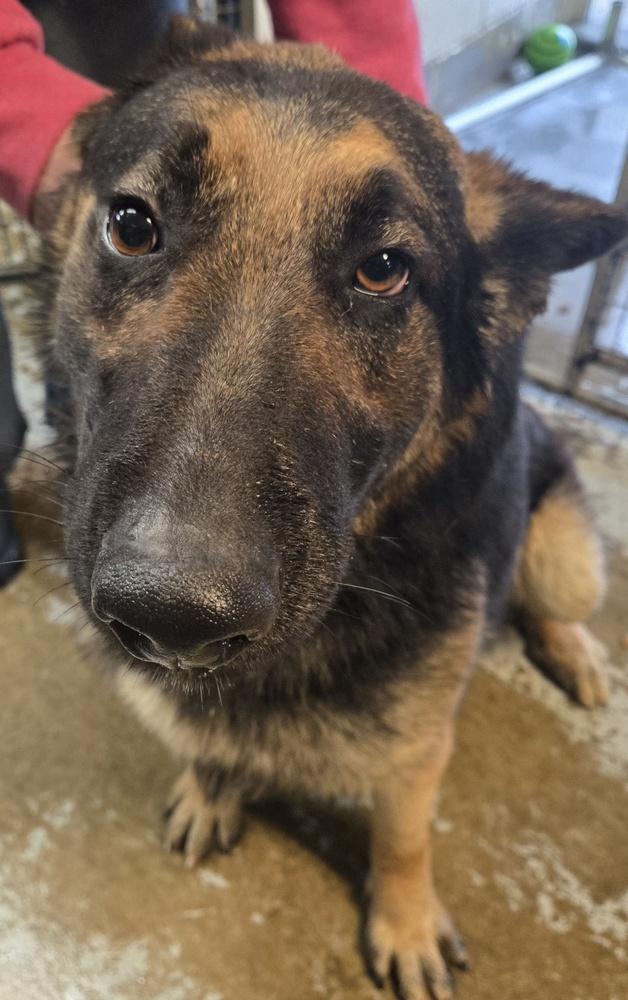 Enlarge Nico #339, a Adoptable German Shepherd Dog in New Lexington, OH image 1/1