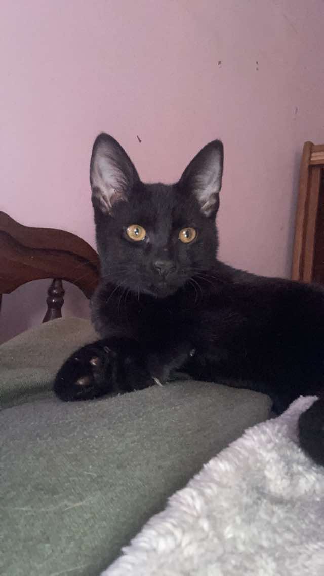 Cat for adoption Ditillini, a Domestic Short Hair in Sylacauga, AL