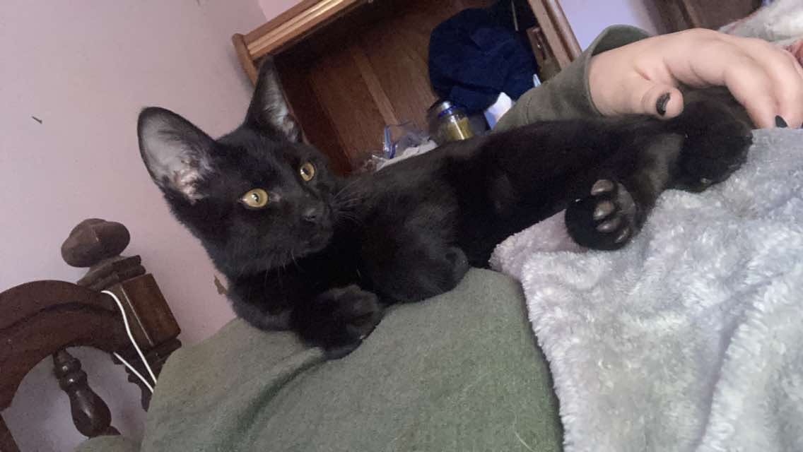 Cat for adoption Ditillini, a Domestic Short Hair in Sylacauga, AL