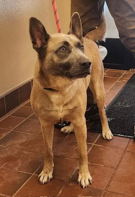 Samurai, ADOPTABLE, Adult Female German Shepherd Dog & Australian Cattle Dog / Blue Heeler.