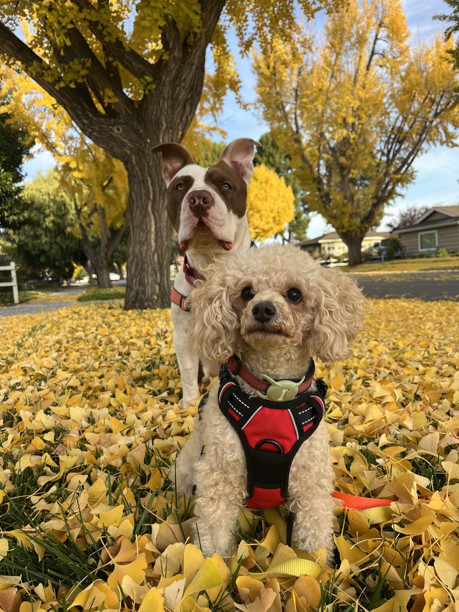 Enlarge Archie, a Adoptable Poodle in San Jose, CA image 2/4