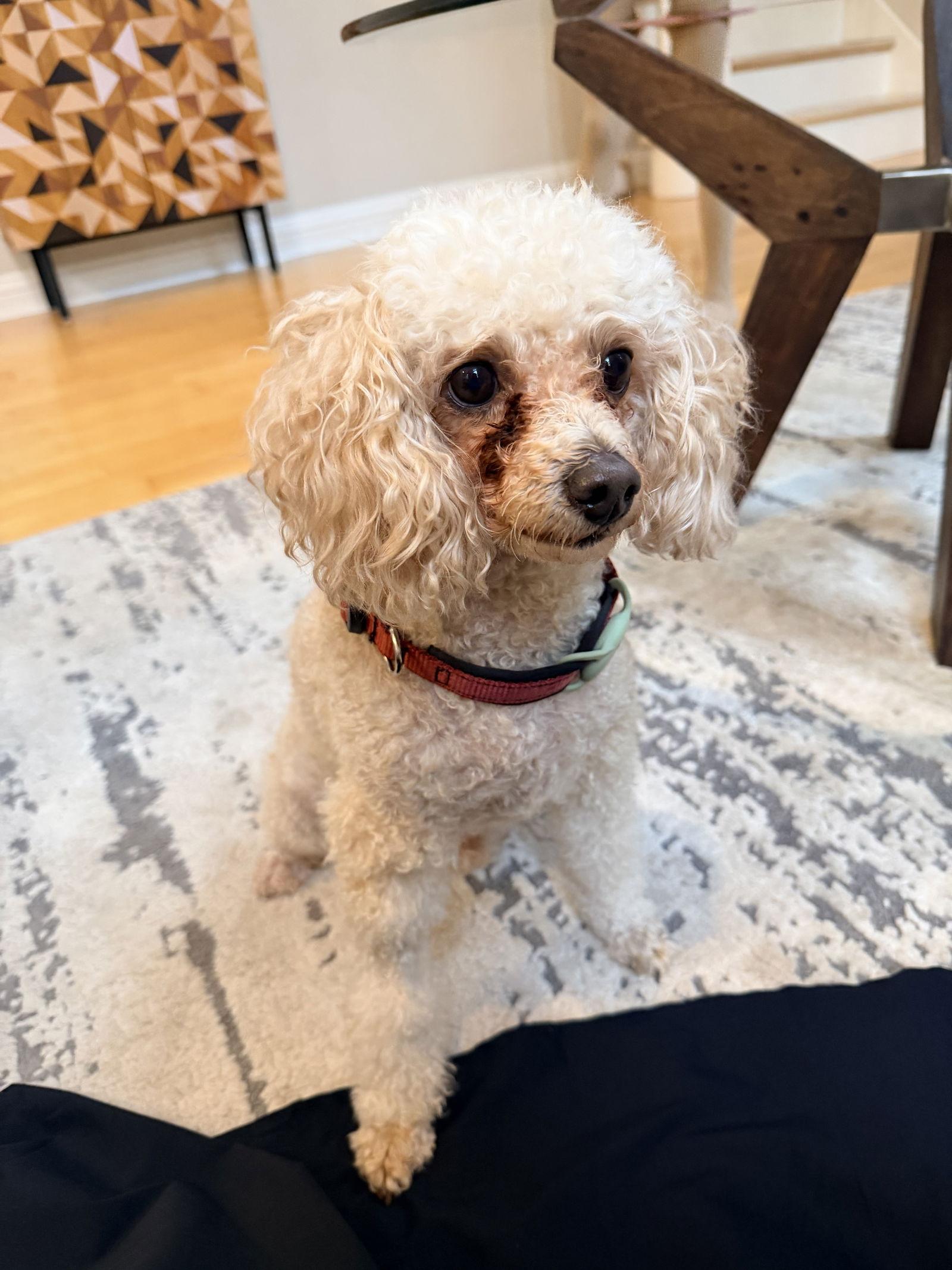 Enlarge Archie, a Adoptable Poodle in San Jose, CA image 3/4