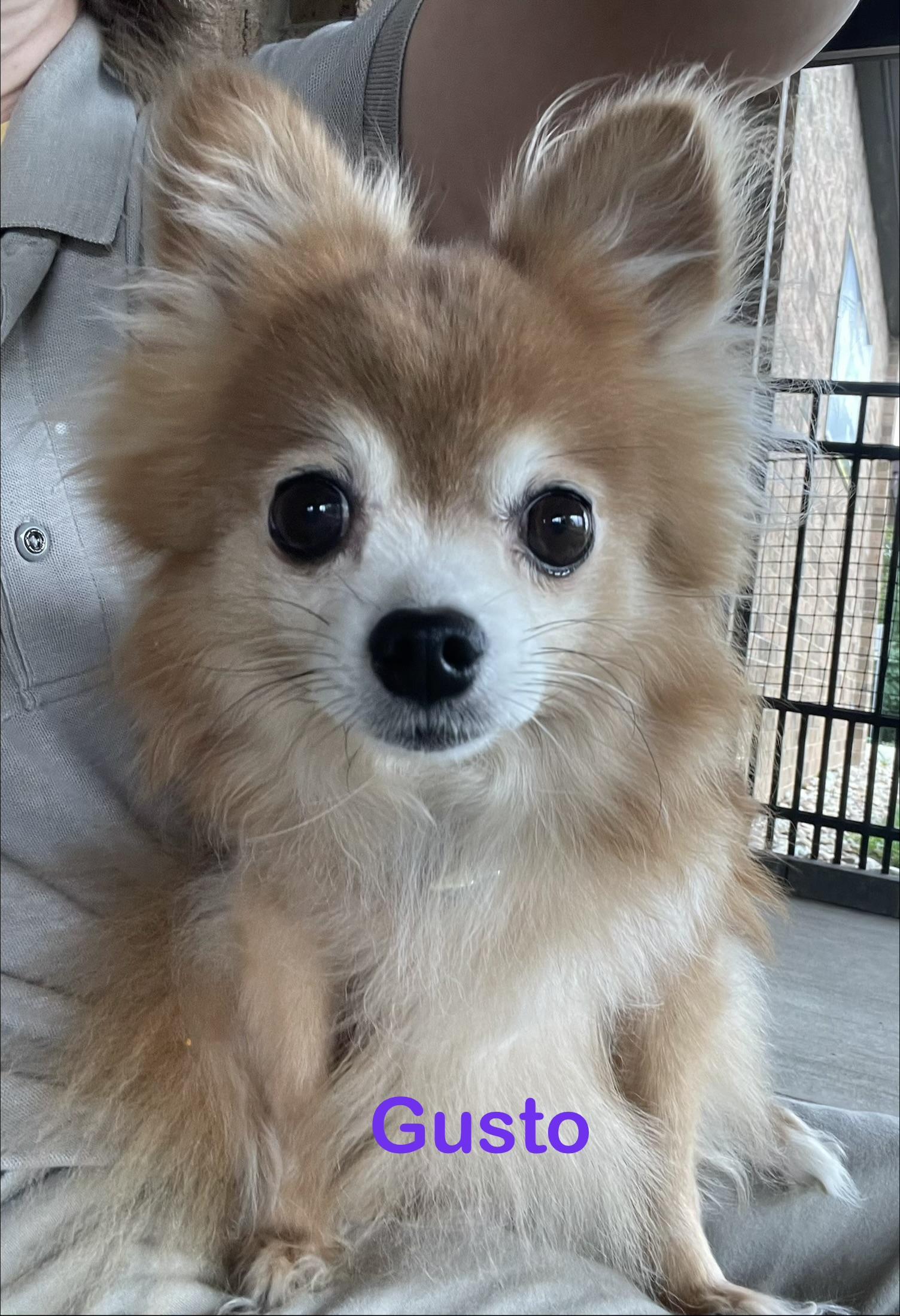 Gusto ADOPTED, Adopted, Young Male Pomeranian & Chihuahua.