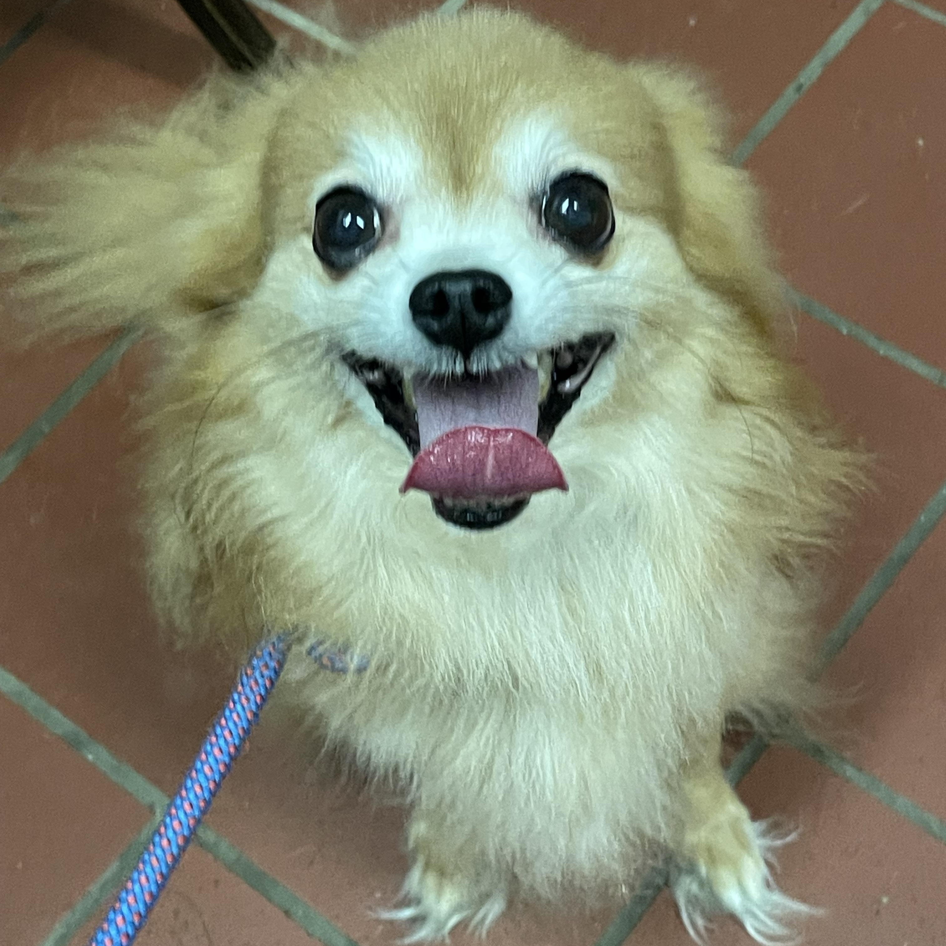 Enlarge Gusto ADOPTED, a Adopted mixed breed in Canton, OH image 2/5