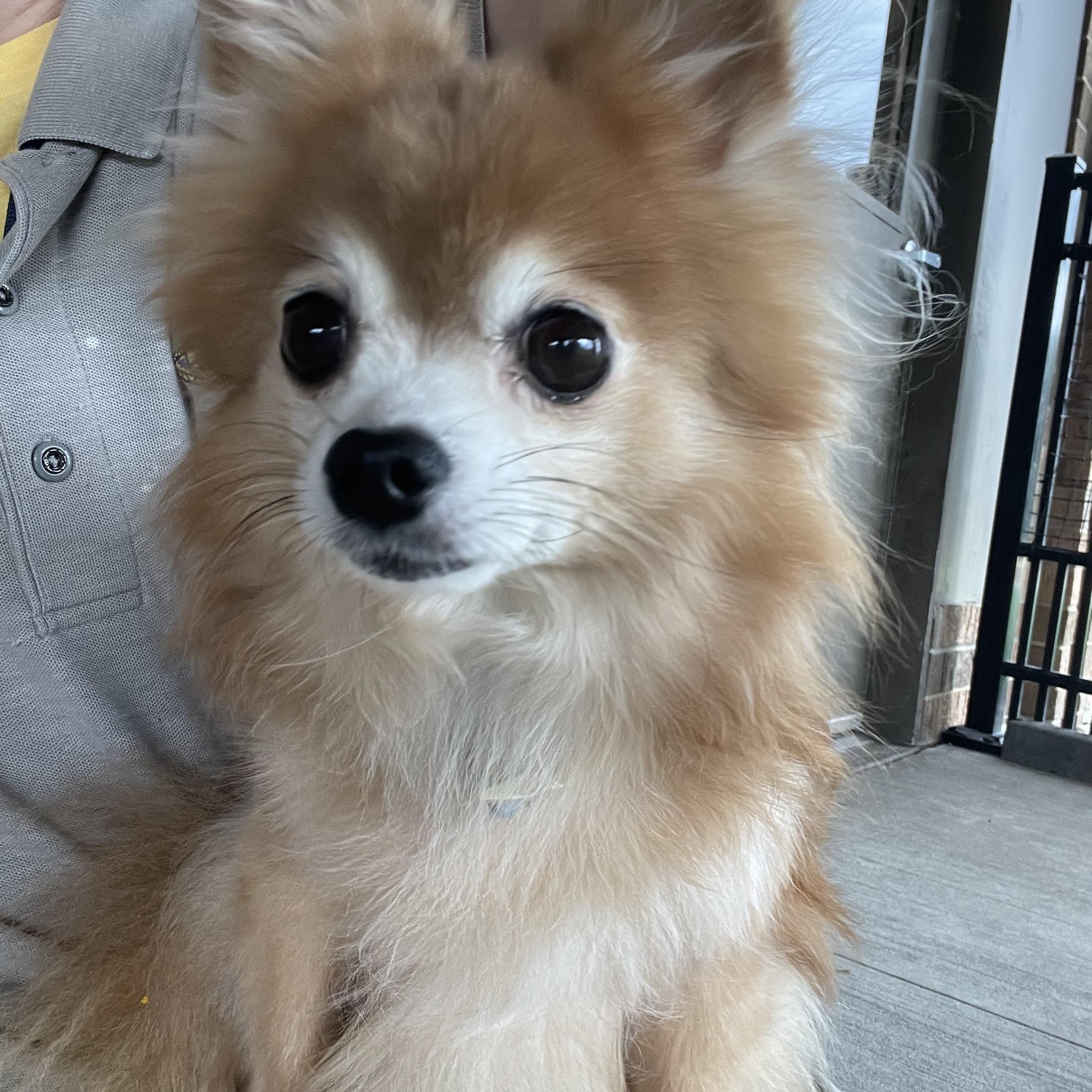 Enlarge Gusto ADOPTED, a Adopted mixed breed in Canton, OH image 5/5