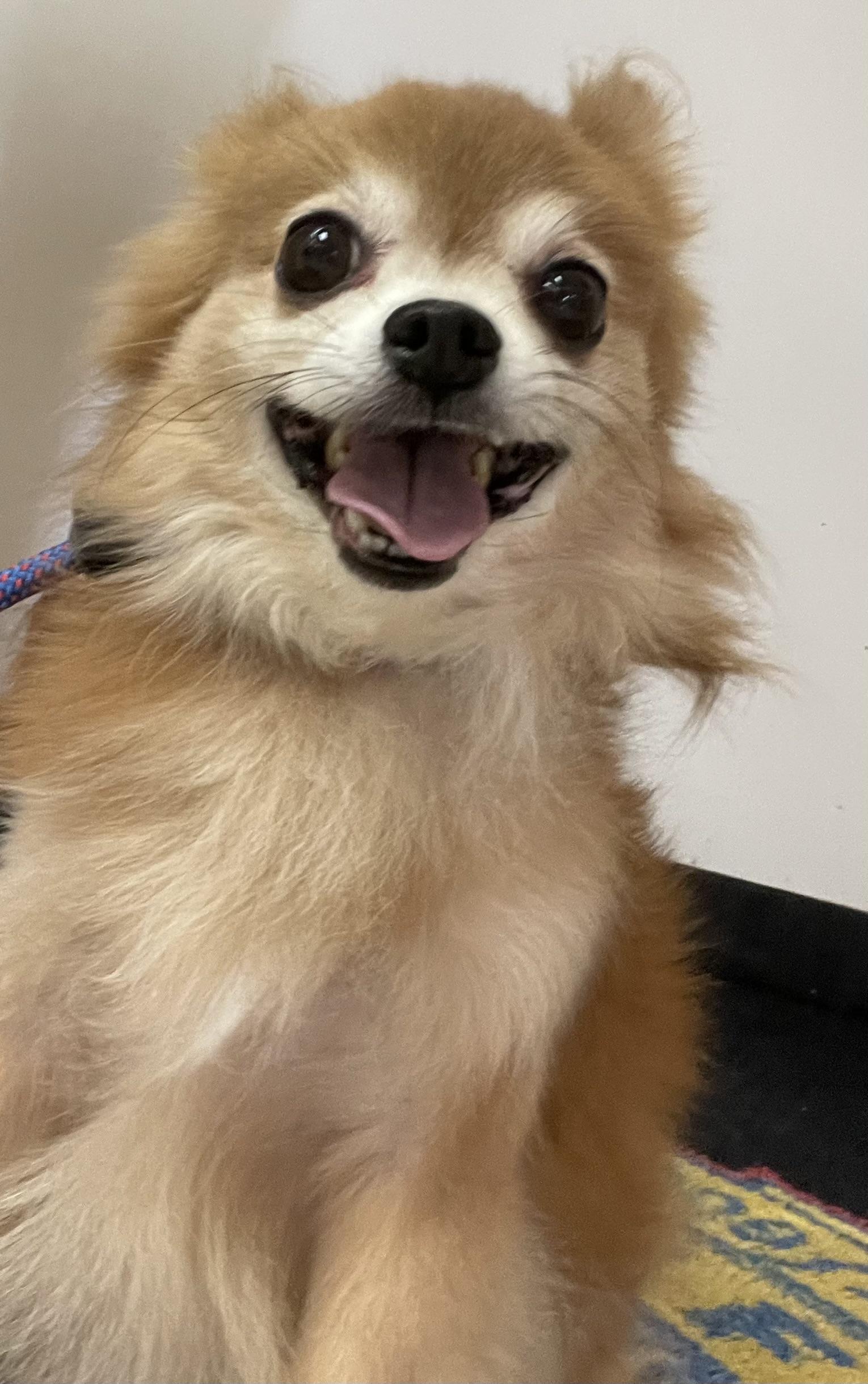 Enlarge Gusto ADOPTED, a Adopted mixed breed in Canton, OH image 4/5