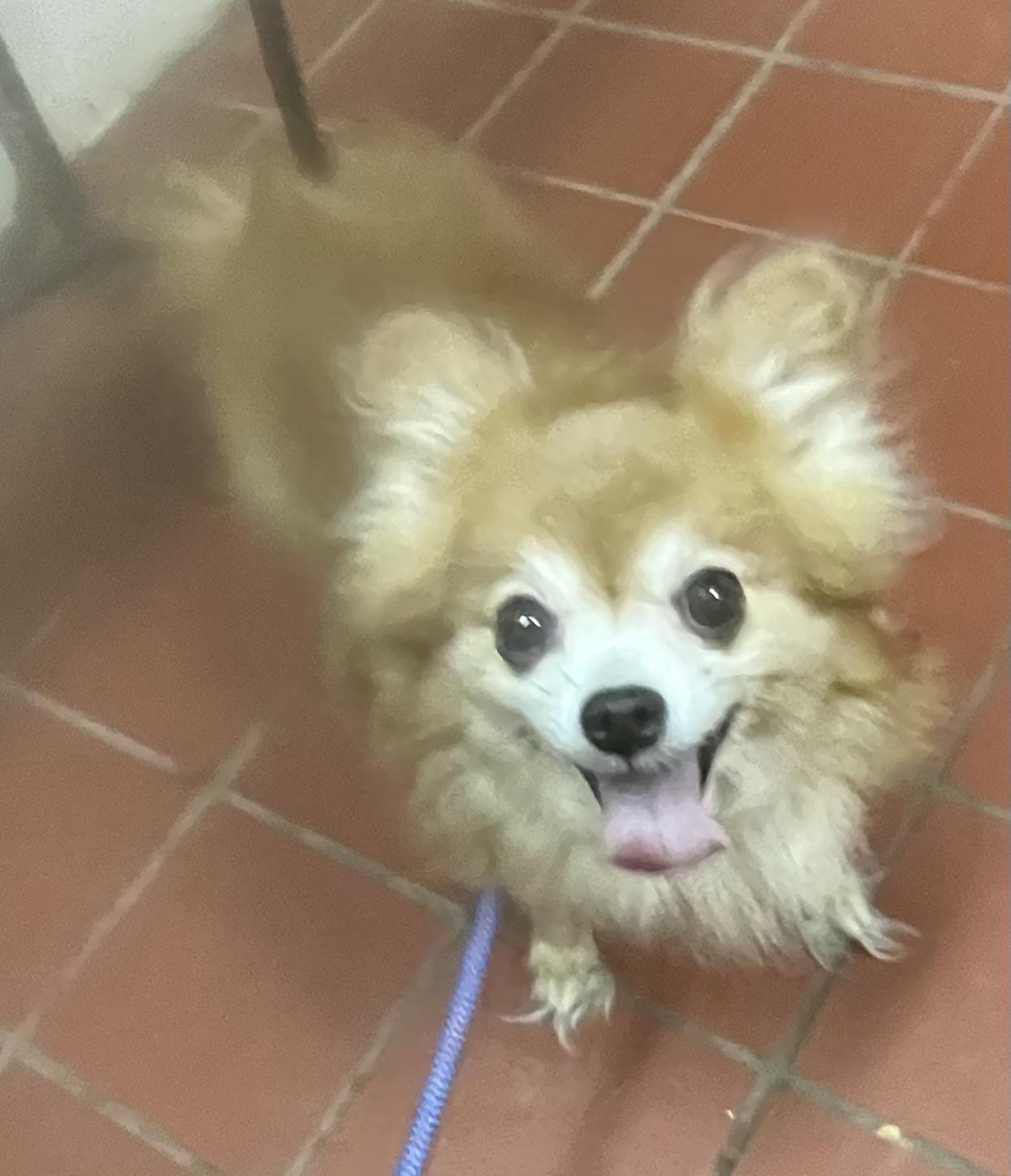 Enlarge Gusto ADOPTED, a Adopted mixed breed in Canton, OH image 3/5