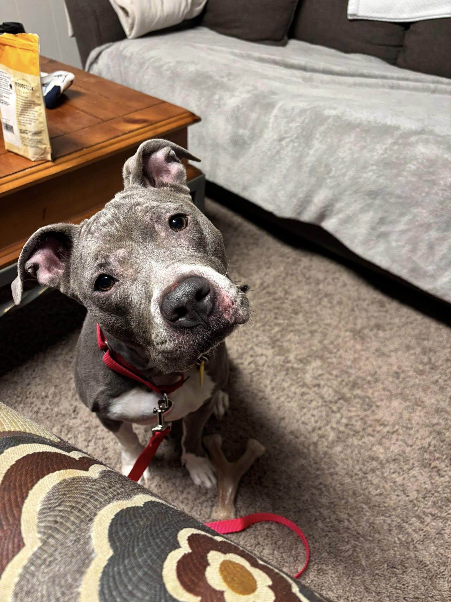 Enlarge Wendy, a ADOPTABLE mixed breed in Cleveland, OH image 2/6