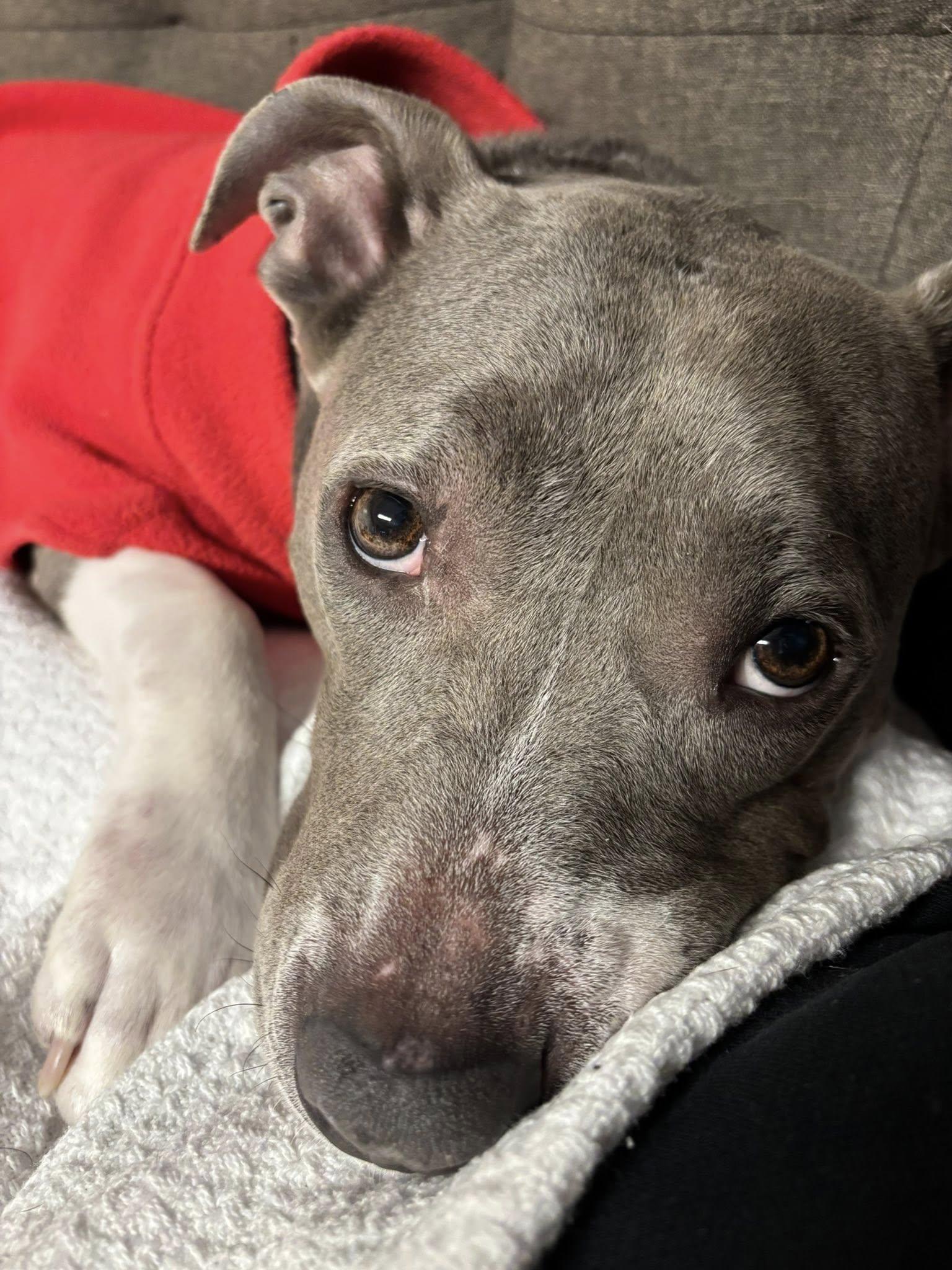 Enlarge Wendy, a ADOPTABLE mixed breed in Cleveland, OH image 5/6