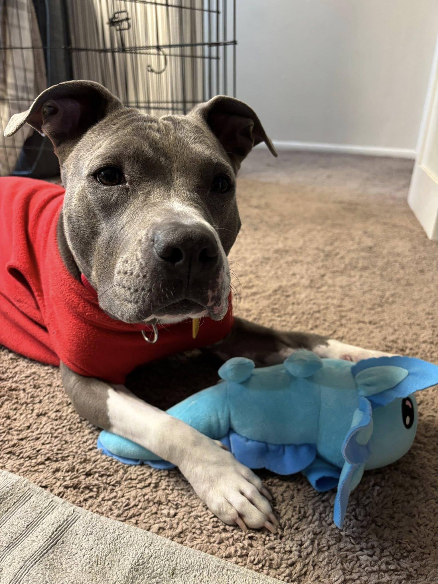 Wendy, ADOPTABLE, Young Female Pit Bull Terrier.