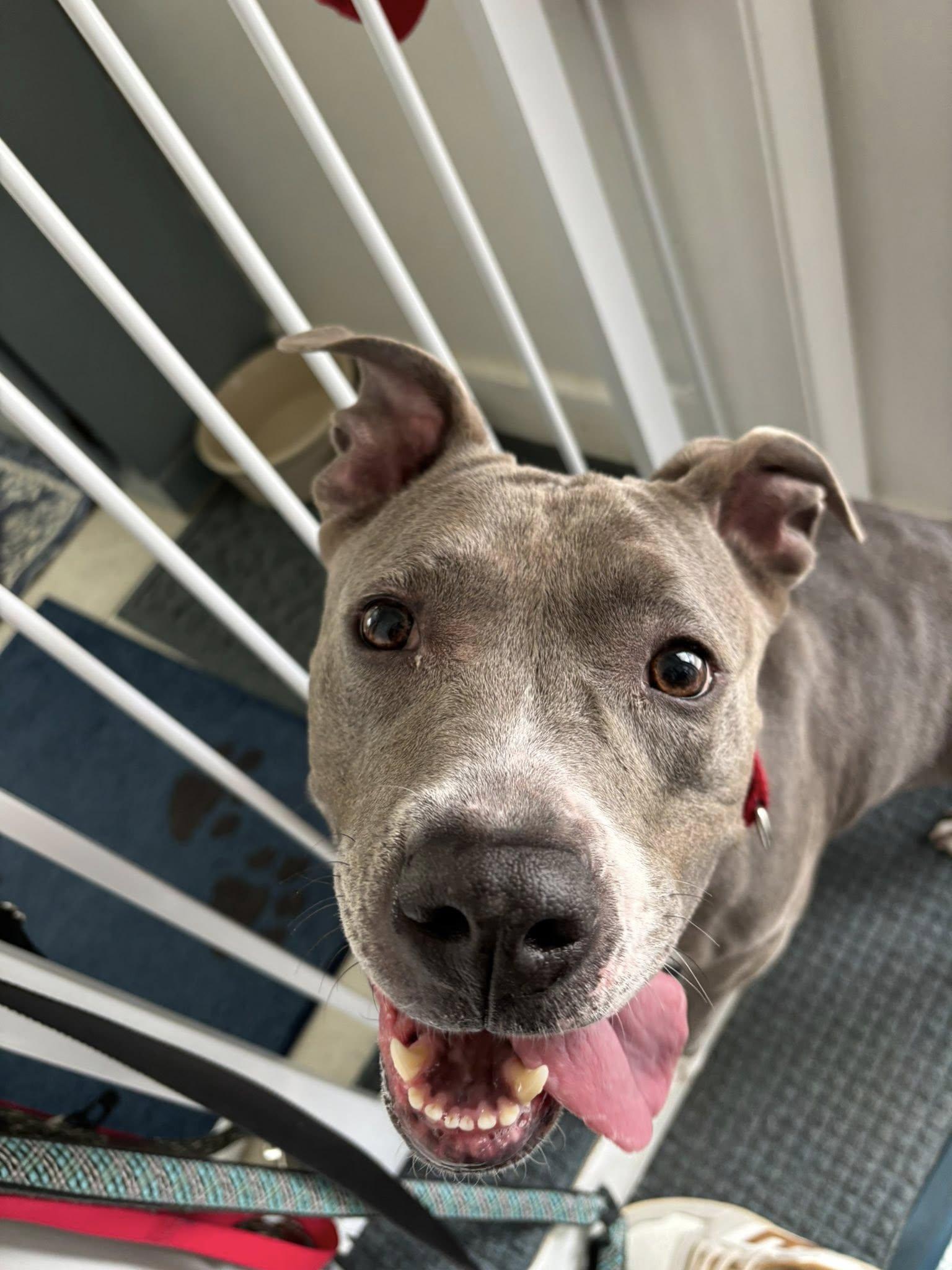 Wendy, ADOPTABLE, Young Female Pit Bull Terrier.