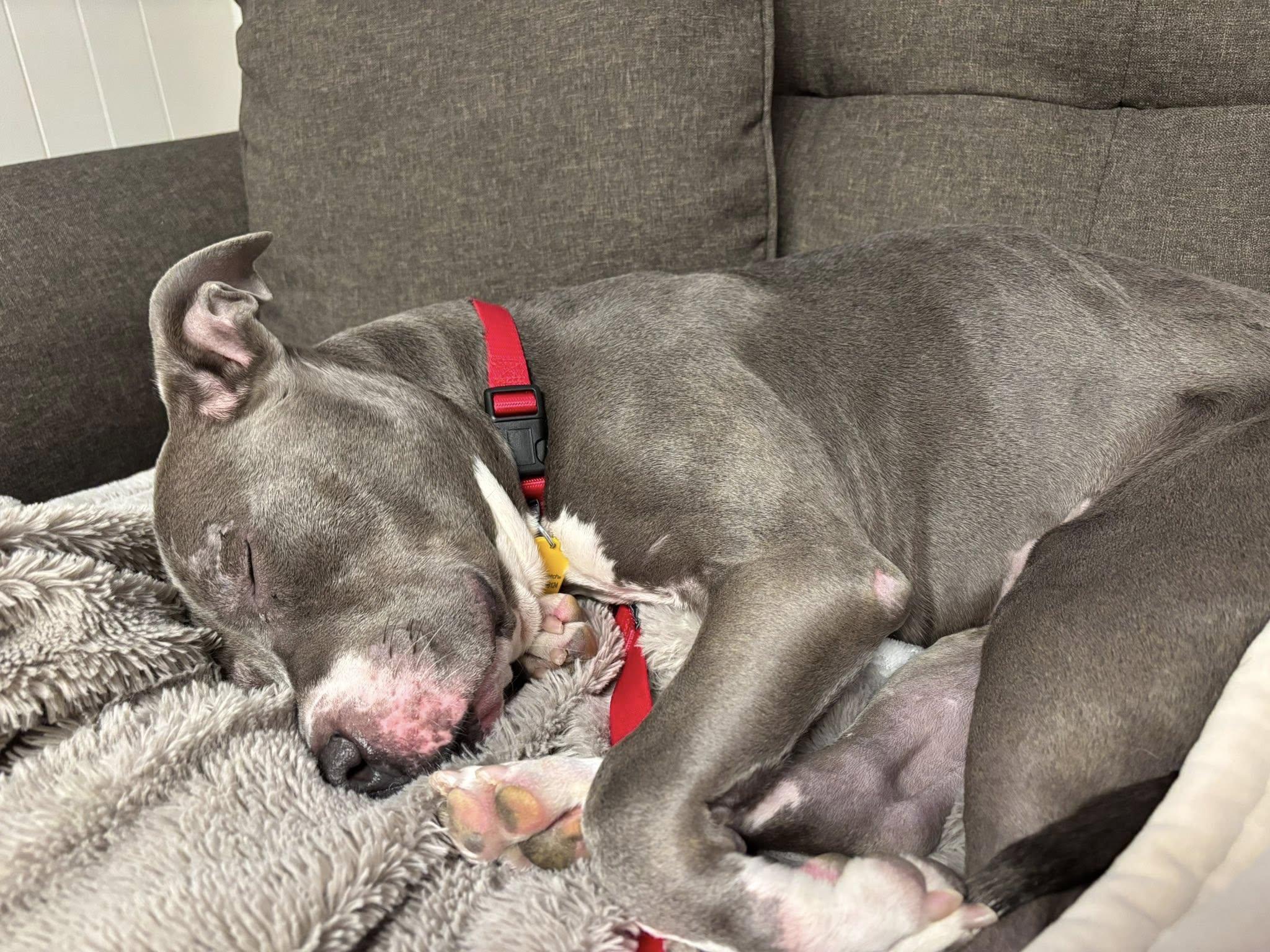 Enlarge Wendy, a ADOPTABLE mixed breed in Cleveland, OH image 3/6