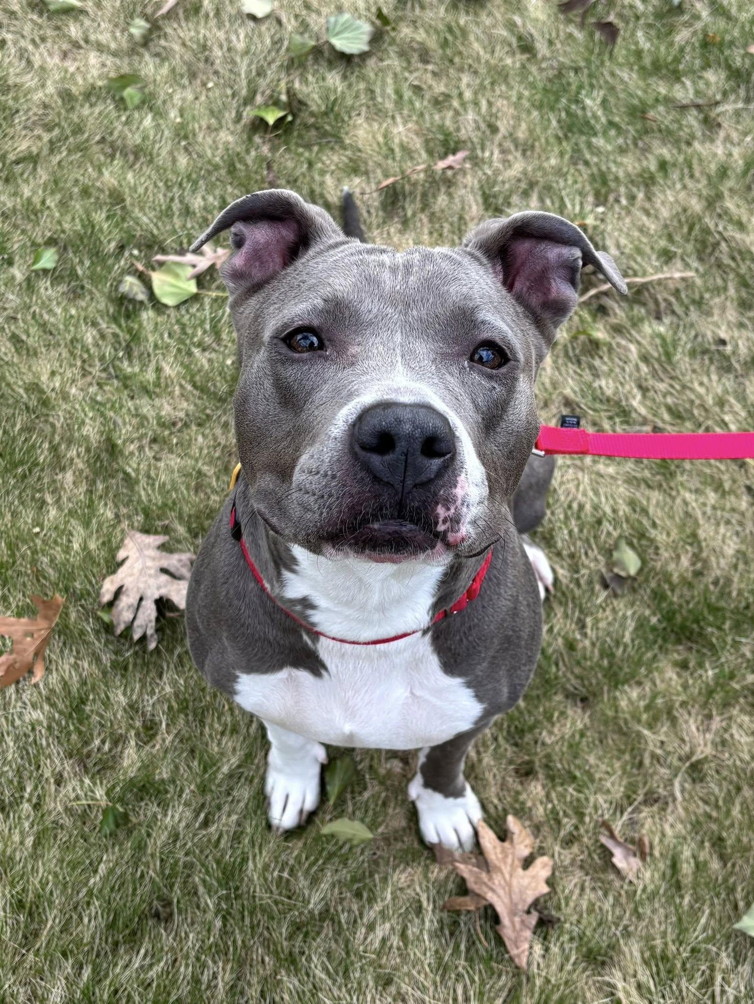 Enlarge Wendy, a ADOPTABLE mixed breed in Cleveland, OH image 6/6