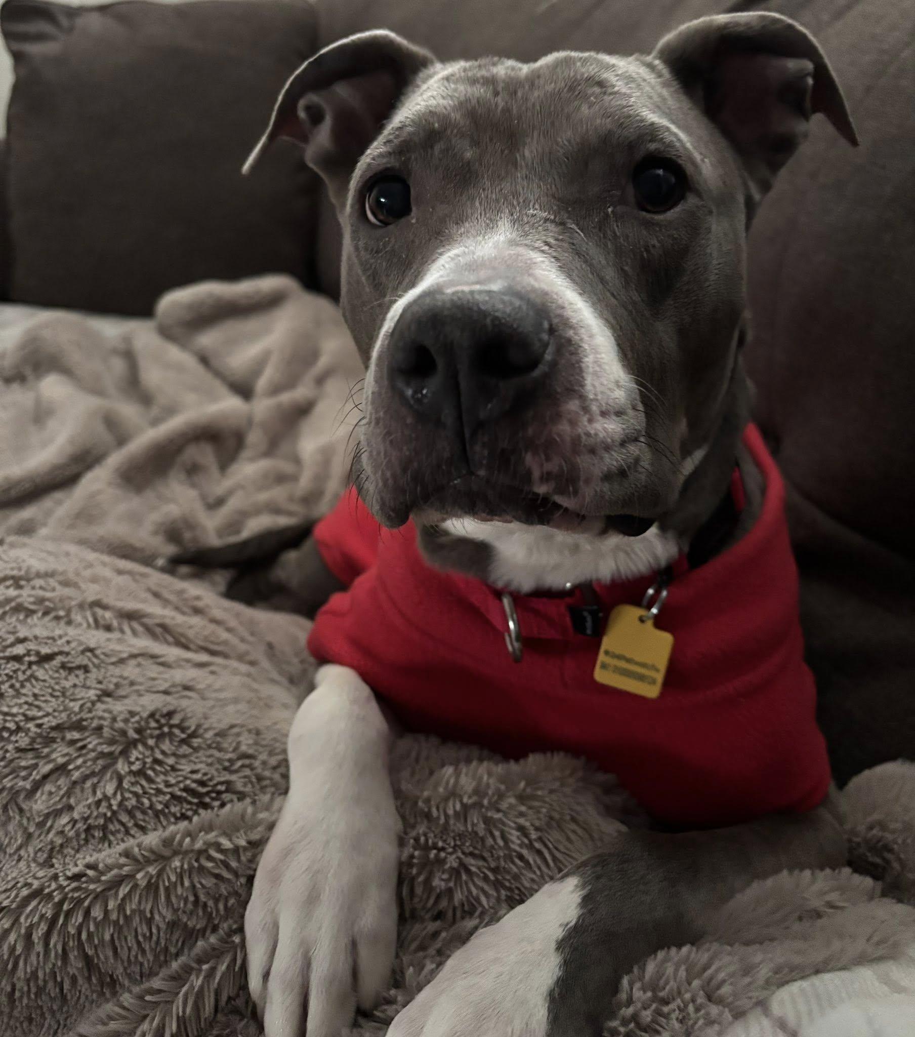 Enlarge Wendy, a ADOPTABLE mixed breed in Cleveland, OH image 4/6