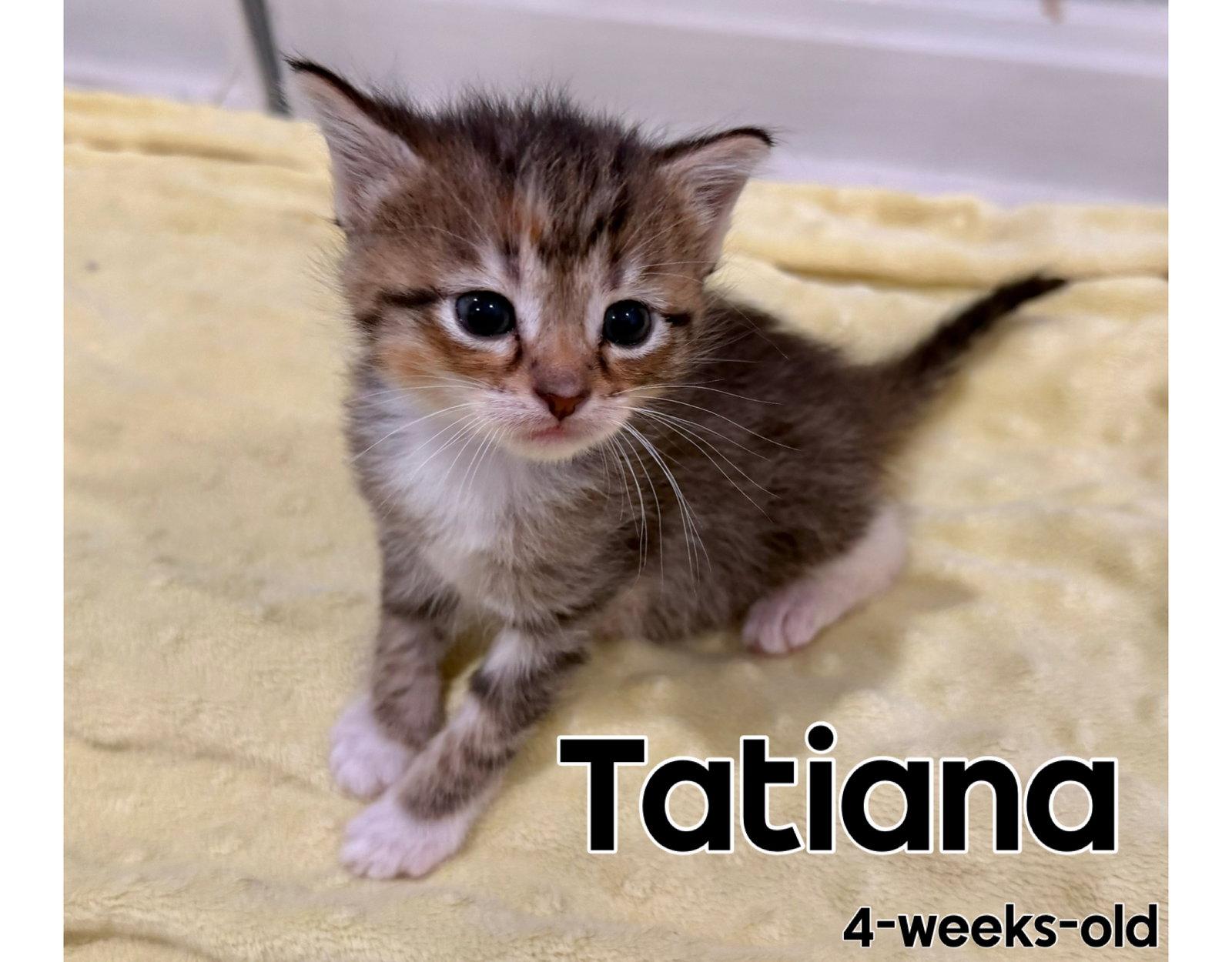 Enlarge Tatiana, a Adoptable Domestic Short Hair in Herndon, VA image 1/3
