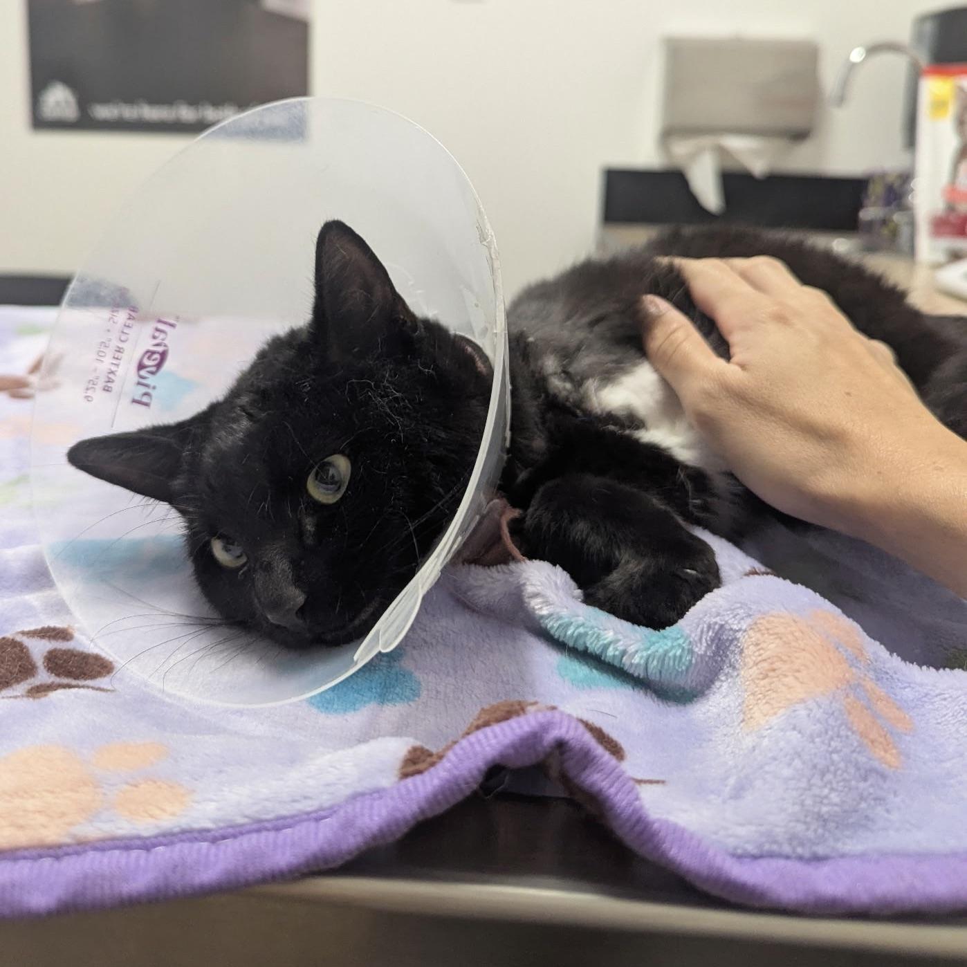 Enlarge Nori, a Adoptable Domestic Short Hair in Huntington Beach, CA image 4/5
