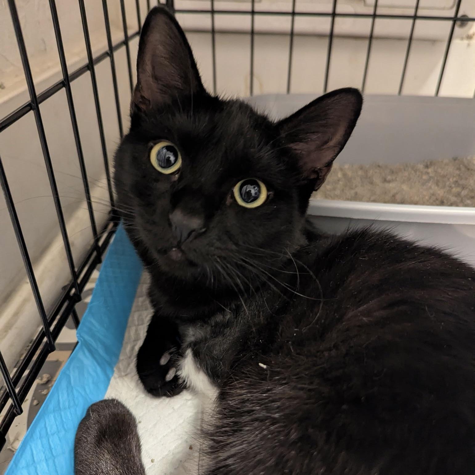 Nori, Adoptable, Kitten Female Domestic Short Hair.