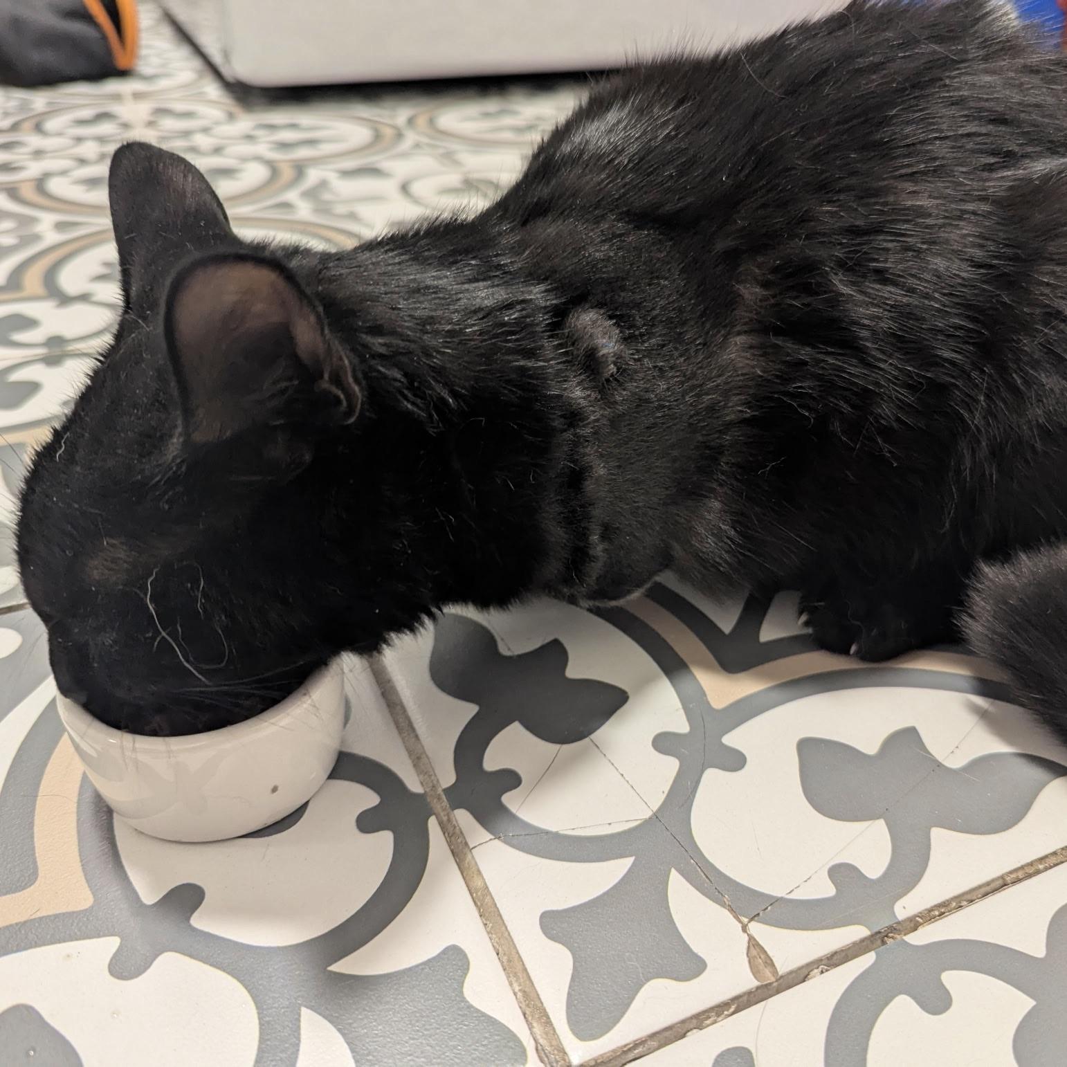 Enlarge Nori, a Adoptable Domestic Short Hair in Huntington Beach, CA image 5/5