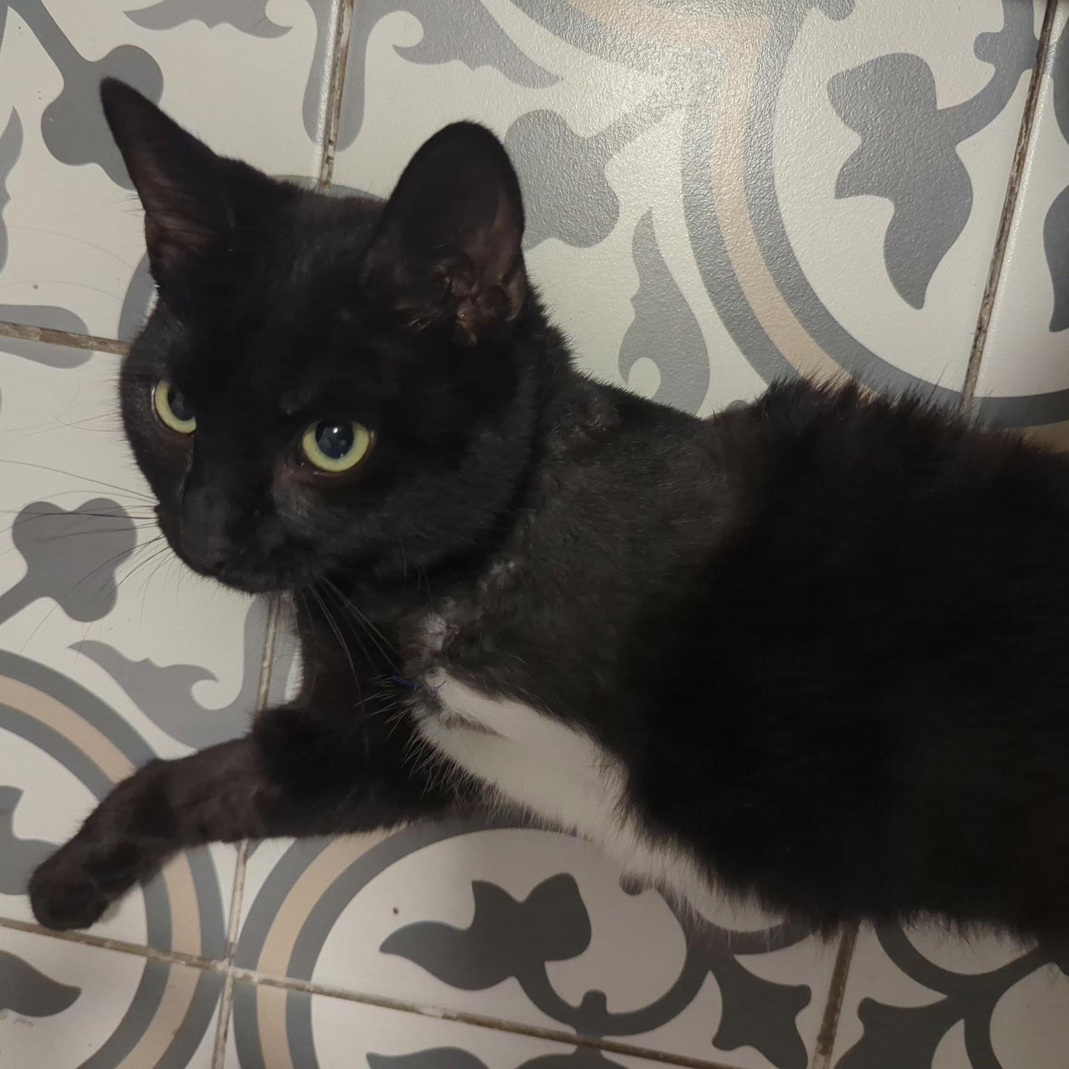 Enlarge Nori, a Adoptable Domestic Short Hair in Huntington Beach, CA image 3/5