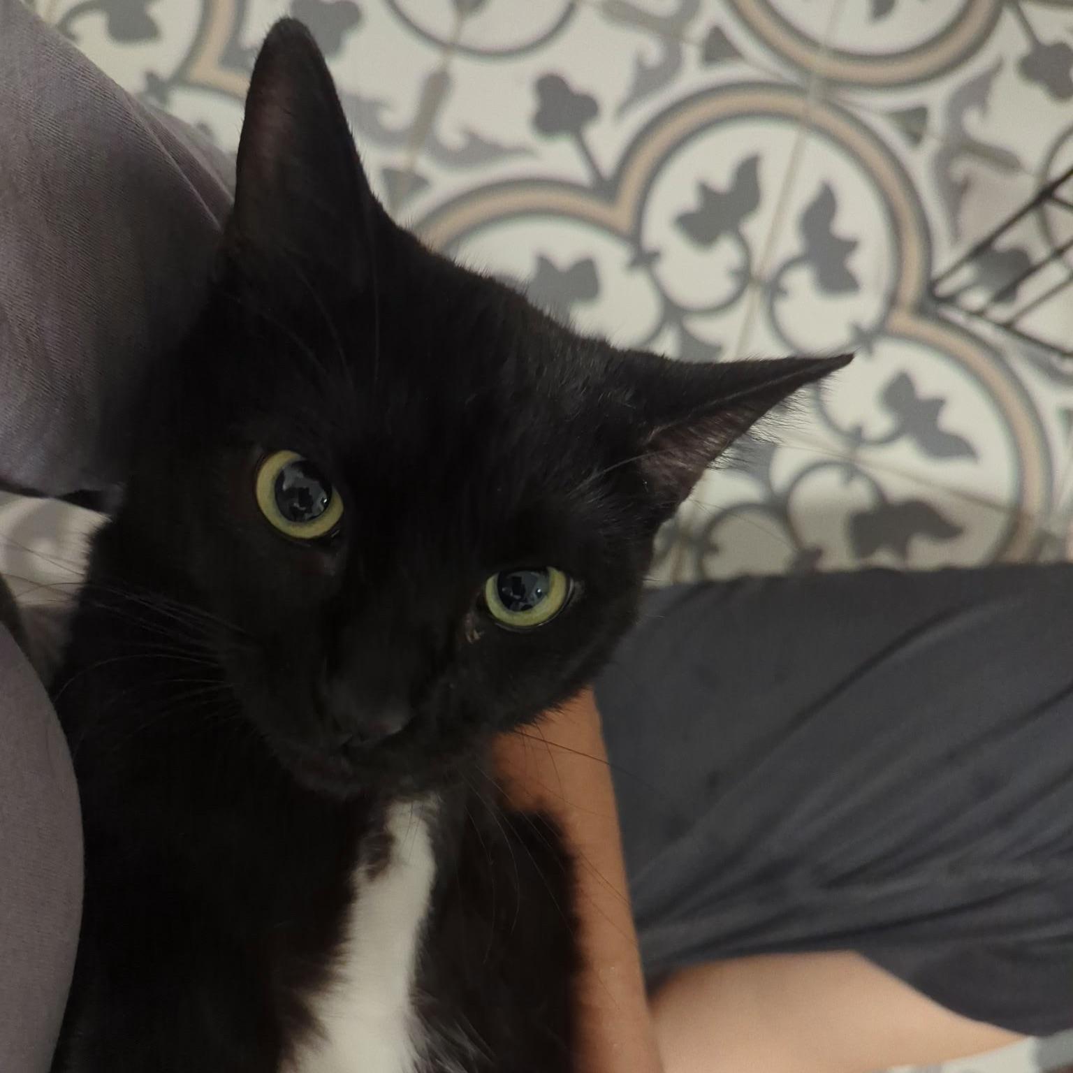 Enlarge Nori, a Adoptable Domestic Short Hair in Huntington Beach, CA image 2/5