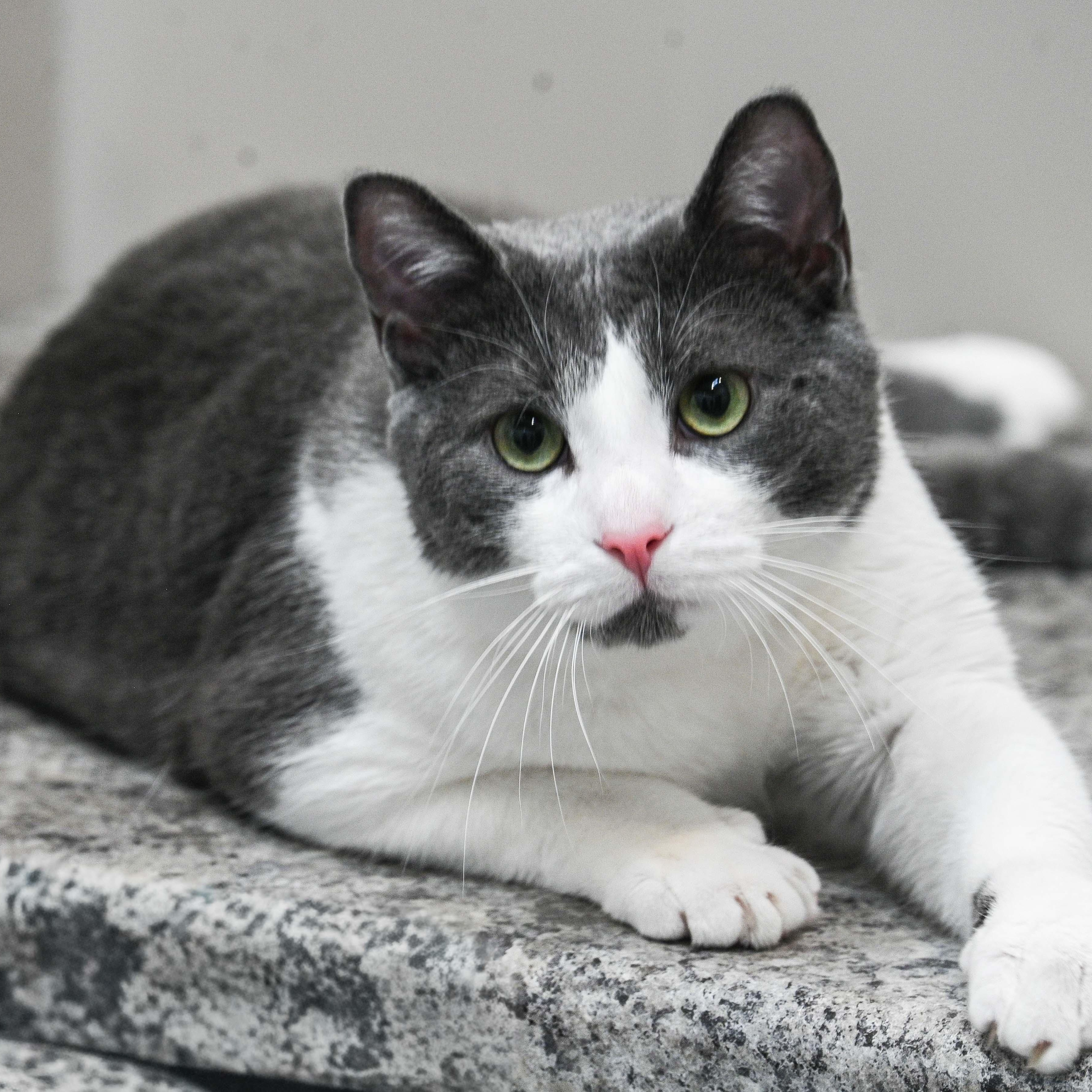 Yogi, ADOPTABLE, Adult Male Domestic Short Hair.