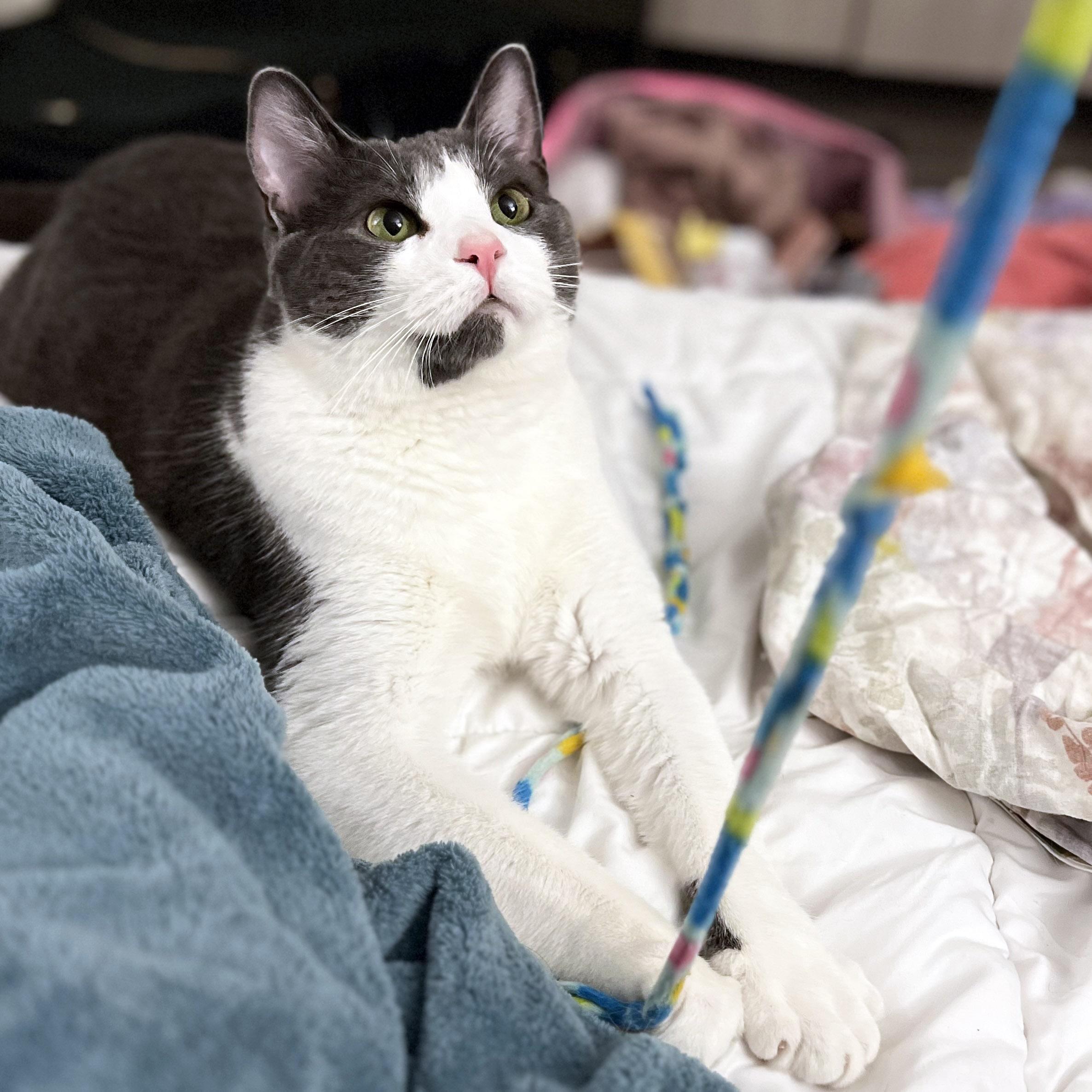 Yogi, a ADOPTABLE Domestic Short Hair in Chicago, IL image 5/6