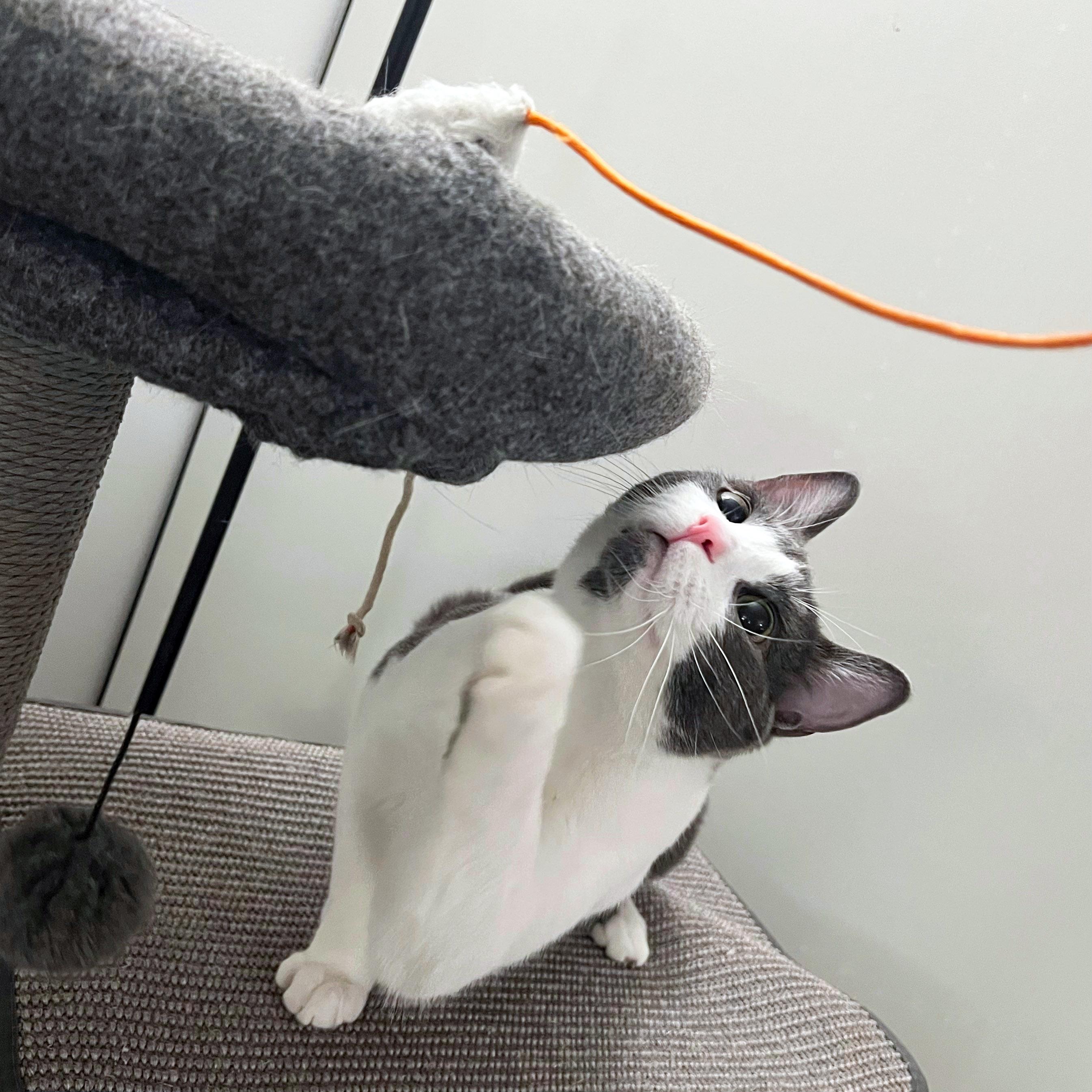 Yogi, a ADOPTABLE Domestic Short Hair in Chicago, IL image 4/6