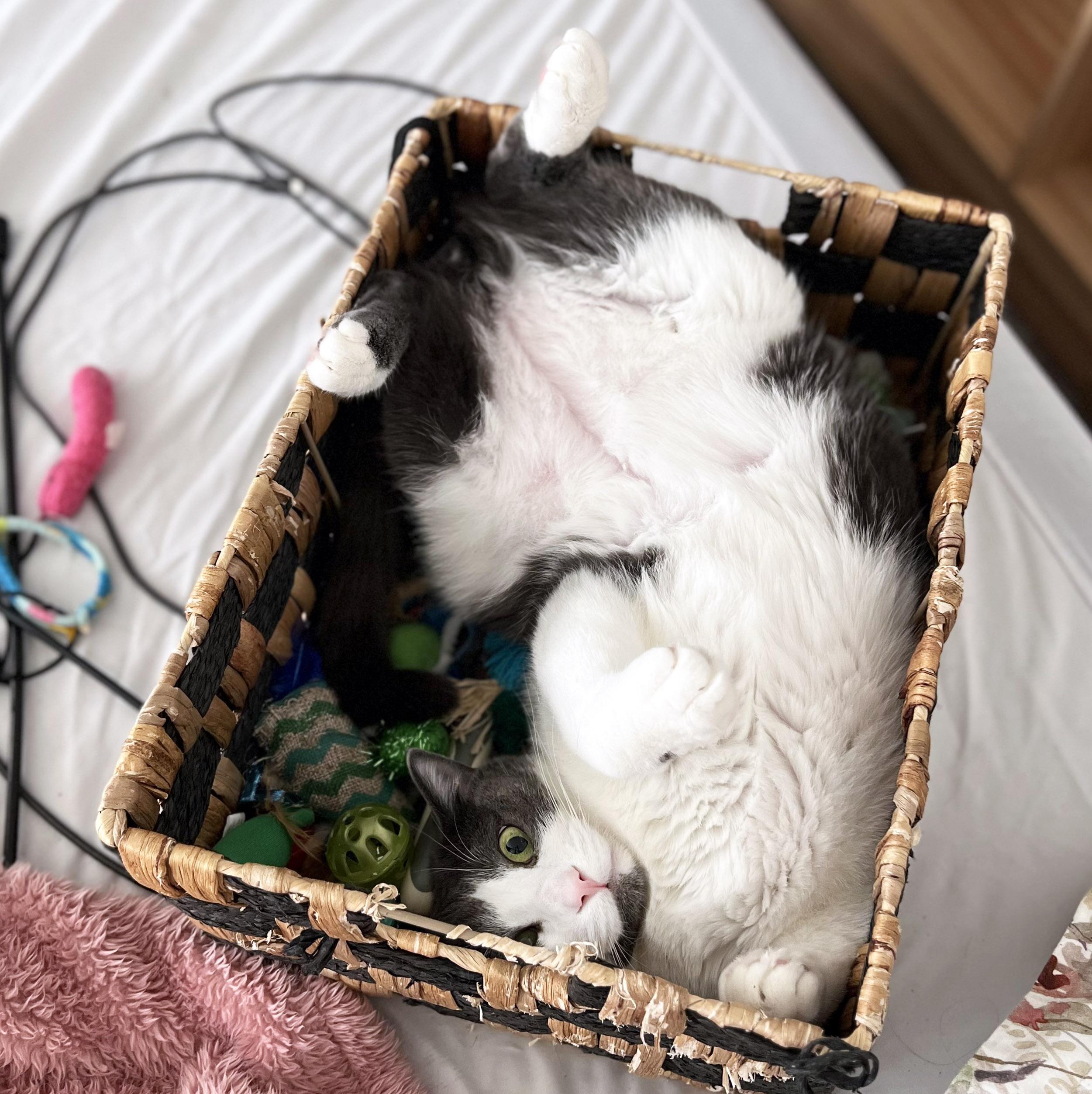 Yogi, a ADOPTABLE Domestic Short Hair in Chicago, IL image 6/6