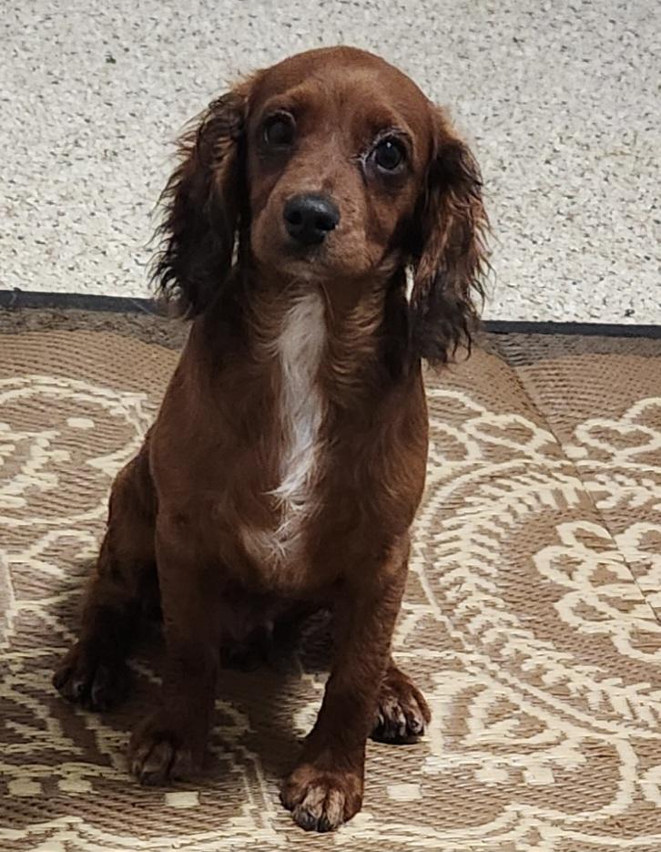Boggy, Adopted, Puppy Male Cavalier King Charles Spaniel.