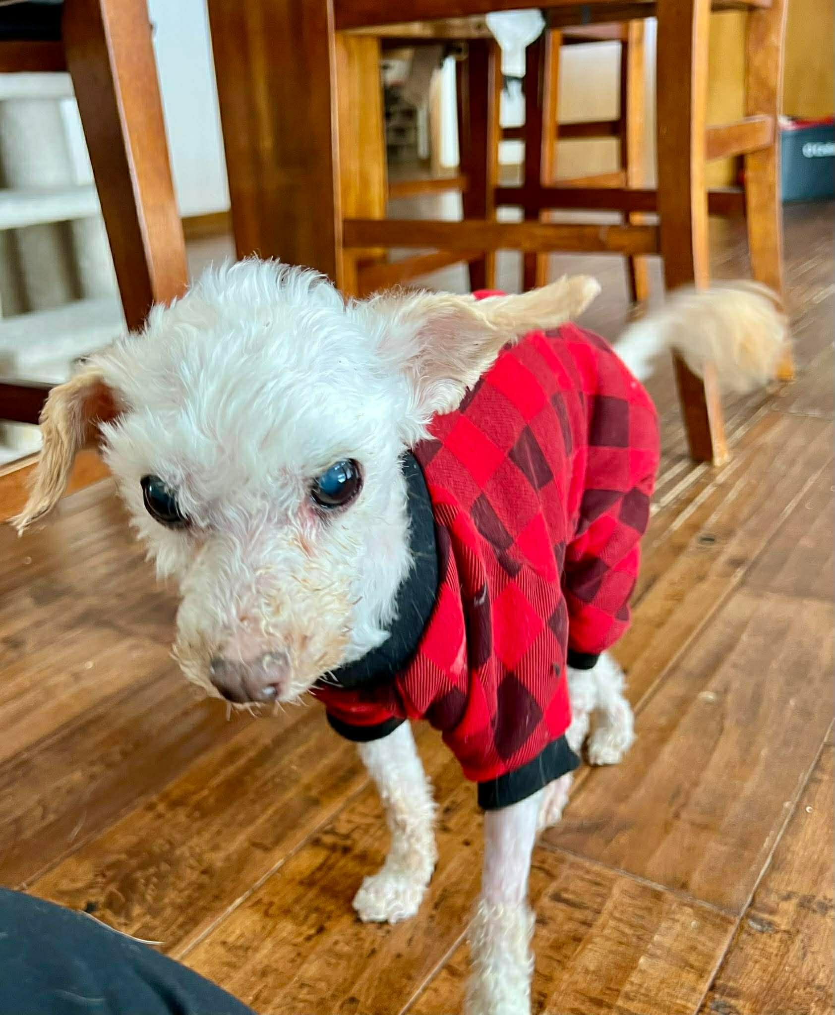 Enlarge Albert, a ADOPTABLE mixed breed in De Pere, WI image 3/3