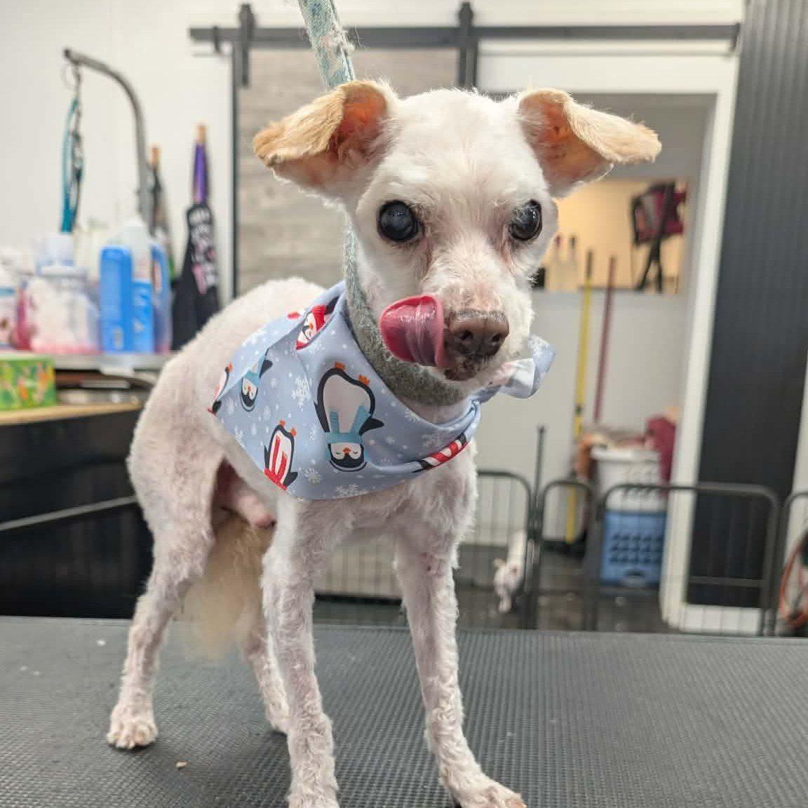 Enlarge Albert, a ADOPTABLE mixed breed in De Pere, WI image 2/3