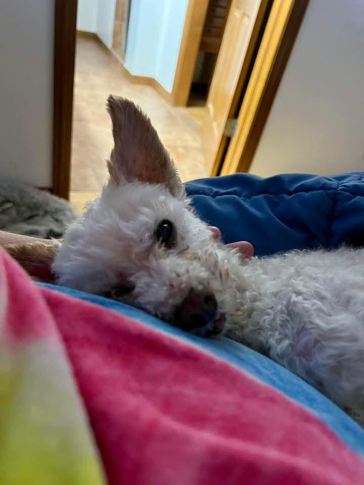 Enlarge Albert, an adopted mixed breed in De Pere, WI image 2/4