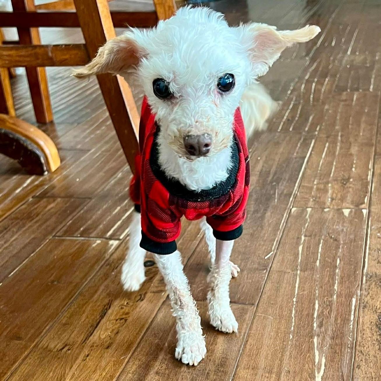 Albert, ADOPTABLE, Senior Male Miniature Poodle.