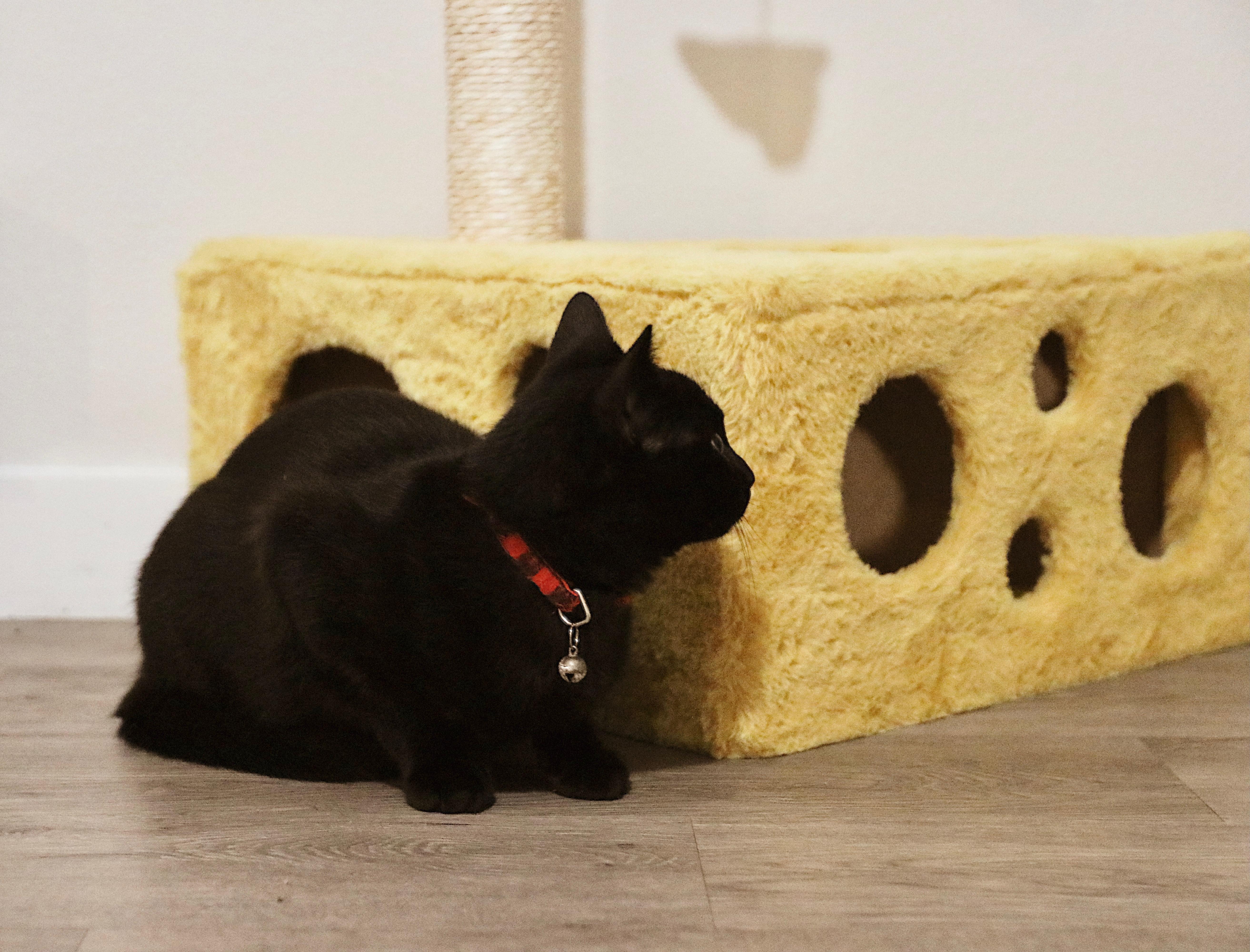 Coco, a Adopted Domestic Short Hair in San Diego, CA image 2/3